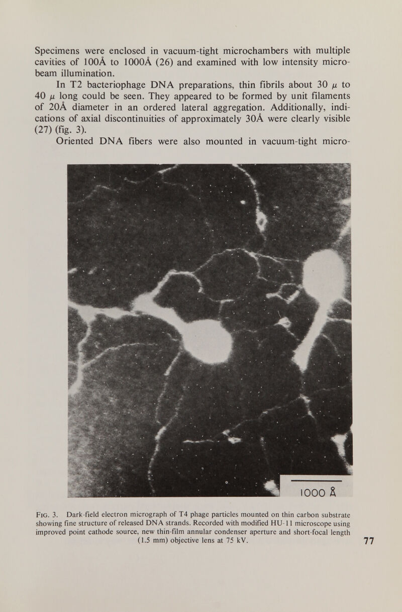 Specimens were enclosed in vacuum-tight microchambers with multiple cavities of 100À to 1000À (26) and examined with low intensity micro- beam illumination. In T2 bacteriophage DNA preparations, thin fibrils about 30 д to 40 ¡x long could be seen. They appeared to be formed by unit filaments of 20À diameter in an ordered lateral aggregation. Additionally, indi¬ cations of axial discontinuities of approximately 30Â were clearly visible (27) (fig. 3). Oriented DNA fibers were also mounted in vacuum-tight micro- Fig. 3. Dark-field electron micrograph of T4 phage particles mounted on thin carbon substrate showing fine structure of released DNA strands. Recorded with modified HU-11 microscope using improved point cathode source, new thin-film annular condenser aperture and short-focal length (1.5 mm) objective lens at 75 kV.