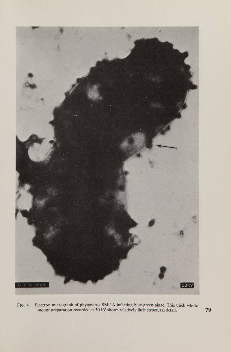 Fig. 4. Electron micrograph of phycovirus SM-IA infecting blue-green algae. This tliick whole mount preparation recorded at 50 kV shows relatively little structural detail. 79