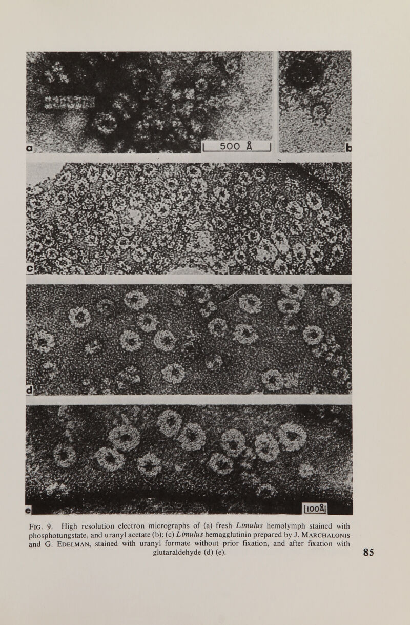 Fig. 9. High resolution electron micrographs of (a) fresh Limulus hemolymph stained with phosphotungstate, and uranyl acetate (b); (c) Limulus hemagglutinin prepared by J. Marchalonis and G. Edelman, stained with uranyl formate without prior fixation, and after fixation with glutaraldehyde (d) (e).