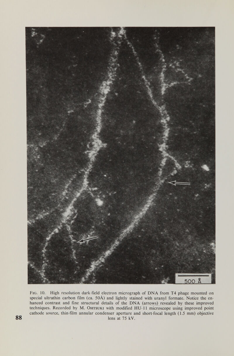 Fig. 10. High resolution dark-field electron micrograph of DNA from T4 phage mounted on special ultrathin carbon film (ca. 50À) and lightly stained with uranyl formate. Notice the en¬ hanced contrast and fine structural details of the DNA (arrows) revealed by these improved techniques. Recorded by M. Ohtsuki with modified HU-11 microscope using improved point cathode source, thin-film annular condenser aperture and short-focal length (1.5 mm) objective lens at 75 kV.