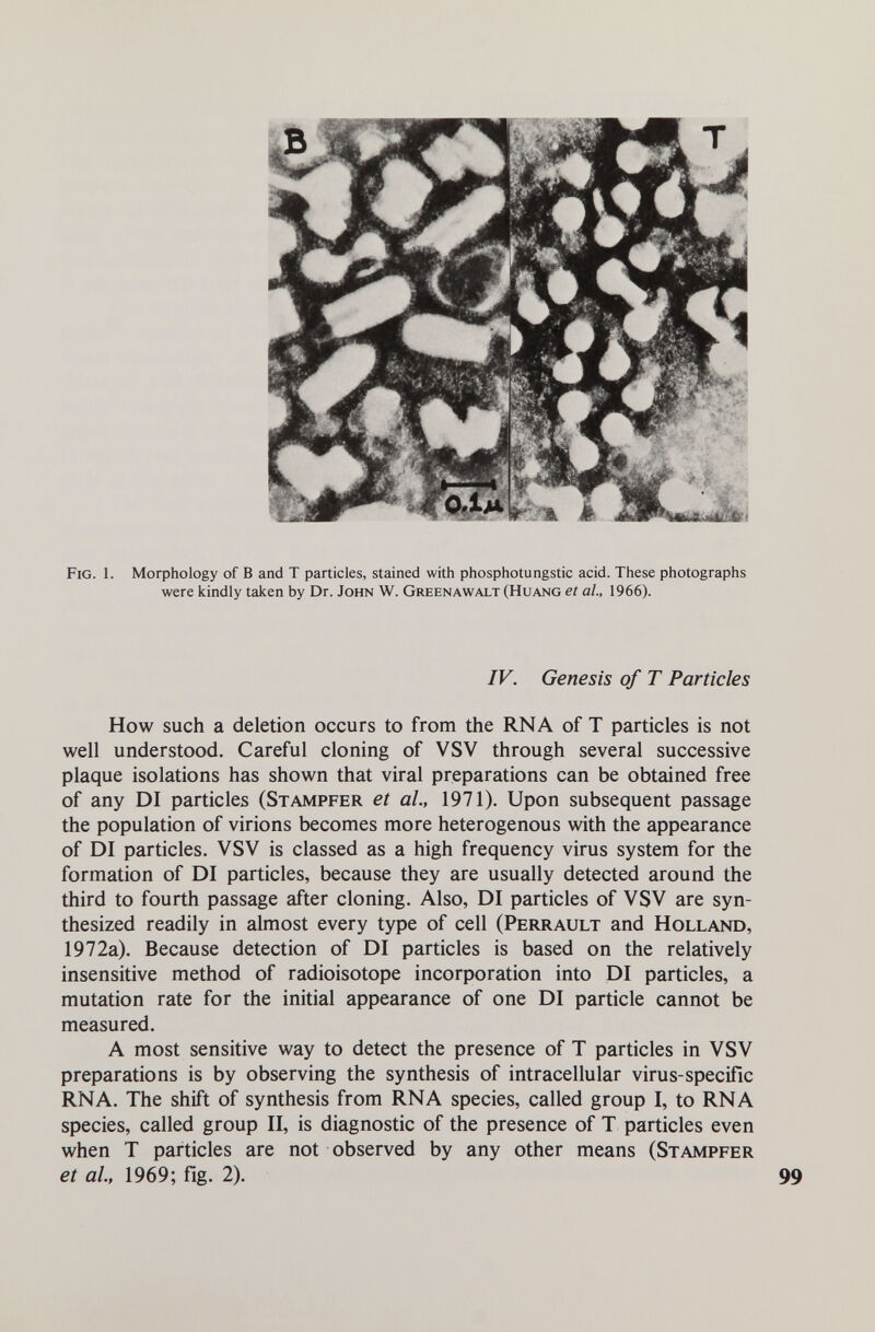 Fig. 1. Morphology of В and Т particles, stained with phosphotungstic acid. These photographs were kindly taken by Dr. John W. Greenawalt (Huang et al., 1966). IV. Genesis of T Particles How such a deletion occurs to from the RNA of T particles is not well understood. Careful cloning of VSV through several successive plaque isolations has shown that viral preparations can be obtained free of any DI particles (Stampfer et al., 1971). Upon subsequent passage the population of virions becomes more heterogenous with the appearance of DI particles. VSV is classed as a high frequency virus system for the formation of DI particles, because they are usually detected around the third to fourth passage after cloning. Also, DI particles of VSV are syn¬ thesized readily in almost every type of cell (Perrault and Holland, 1972a). Because detection of DI particles is based on the relatively insensitive method of radioisotope incorporation into DI particles, a mutation rate for the initial appearance of one DI particle cannot be measured. A most sensitive way to detect the presence of T particles in VSV preparations is by observing the synthesis of intracellular virus-specific RNA. The shift of synthesis from RNA species, called group I, to RNA species, called group II, is diagnostic of the presence of T particles even when T particles are not observed by any other means (Stampfer et al, 1969; fig. 2).