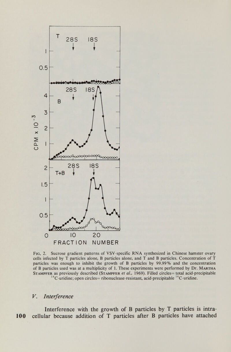 ю 0.5 4 3 ^ 2 X 2 ÛL I О 2 1.5 0.5 О IO FRACTION 20 NUMBER Fig, 2. Sucrose gradient patterns of VSV-specific RNA synthesized in Chinese hamster ovary cells infected by T particles alone, В particles alone, and T and В particles. Concentration of T particles was enough to inhibit the growth of В particles by 99.99% and the concentration of В particles used was at a multiplicity of 1. These experiments were performed by Dr. Martha Stampfer as previously described (Stampfer et al., 1969). Filled circles= total acid-precipitable '^C-uridine; open circles= ribonuclease-resistant, acid-precipitable '''C-uridine. V. Interference Interference with the growth of В particles by T particles is intra- 100 cellular because addition of T particles after В particles have attached