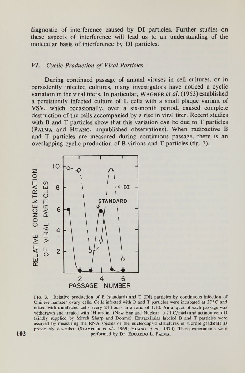 diagnostic of interference caused by DI particles. Further studies on these aspects of interference will lead us to an understanding of the molecular basis of interference by DI particles. VI. Cyclic Production of Viral Particles During continued passage of animal viruses in cell cultures, or in persistently infected cultures, many investigators have noticed a cyclic variation in the viral titers. In particular, Wagner et al. (1963) established a persistently infected culture of L cells with a small plaque variant of VSV, which occasionally, over a six-month period, caused complete destruction of the cells accompanied by a rise in viral titer. Recent studies with В and T particles show that this variation can be due to T particles (Palma and Huang, unpublished observations). When radioactive В and T particles are measured during continuous passage, there is an overlapping cyclic production of В virions and T particles (fig. 3). Fig. 3. Relative production of В (standard) and T (DI) particles by continuous infection of Chinese hamster ovary cells. Cells infected with В and T particles were incubated at 37 °C and mixed with uninfected cells every 24 hours in a ratio of 1:10. An aliquot of each passage was withdrawn and treated with ^H-uridine (New England Nuclear, >21 C/mM) and actinomycin D (kindly supplied by Merck Sharp and Dohme). Extracellular labeled В and T particles were assayed by measuring the RNA species or the nucleocapsid structures in sucrose gradients as previously described (Stampfer et al, 1969; Huang et al., 1970). These experiments were 102 performed by Dr. Eduardo L. Palma. 2 4 6 PASSAGE NUMBER