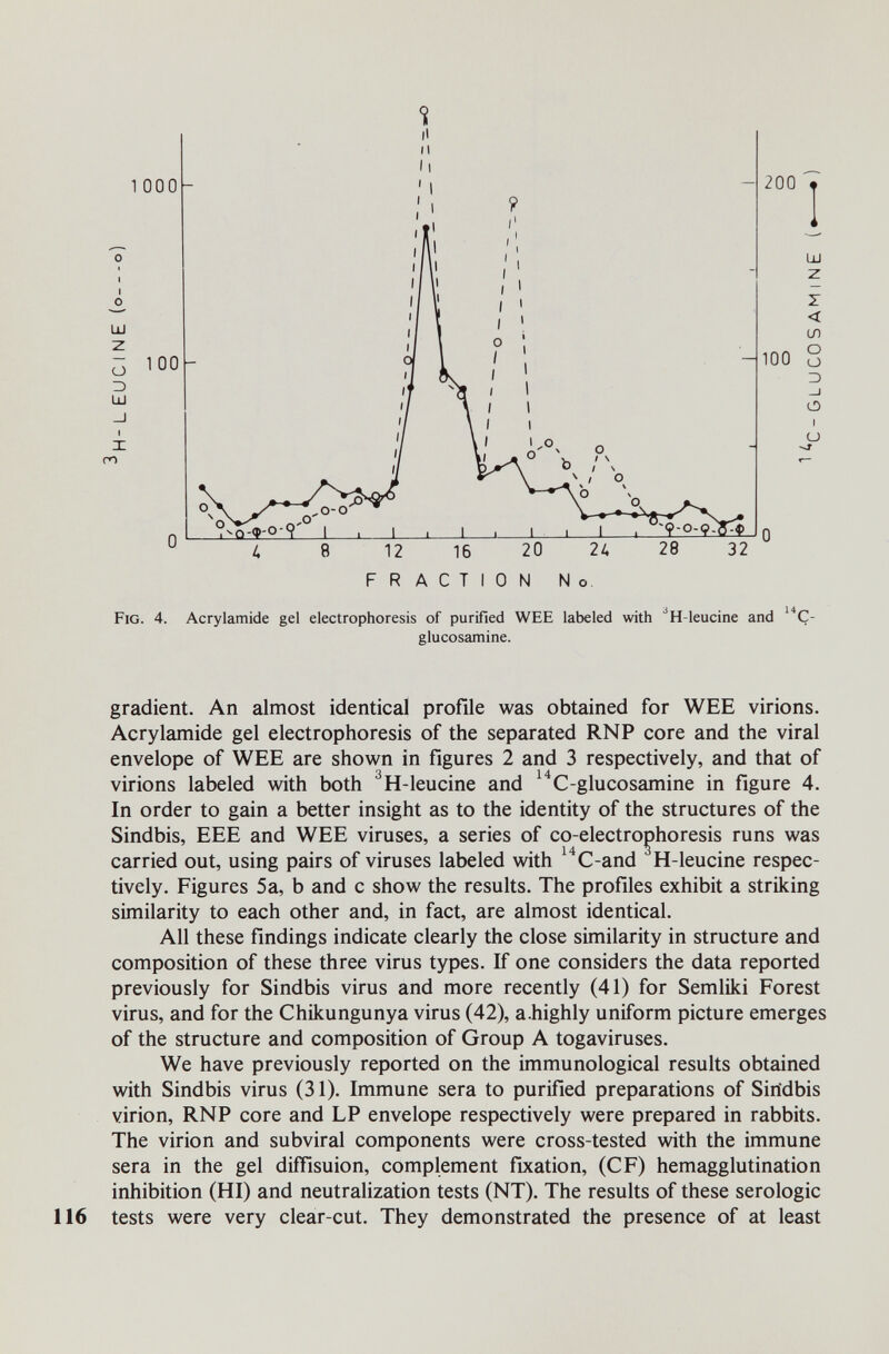 Fig. 4. Acrylamide gel electrophoresis of purified WEE labeled with ^H-leucine and '''C- glucosamine. gradient. An almost identical profile was obtained for WEE virions. Acrylamide gel electrophoresis of the separated RNP core and the viral envelope of WEE are shown in figures 2 and 3 respectively, and that of virions labeled with both ^H-leucine and ^^C-glucosamine in figure 4. In order to gain a better insight as to the identity of the structures of the Sindbis, EEE and WEE viruses, a series of co-electro|)horesis runs was carried out, using pairs of viruses labeled with C-and H-leucine respec¬ tively. Figures 5a, b and с show the results. The profiles exhibit a striking similarity to each other and, in fact, are almost identical. All these findings indicate clearly the close similarity in structure and composition of these three virus types. If one considers the data reported previously for Sindbis virus and more recently (41) for Semliki Forest virus, and for the Chikungunya virus (42), a.highly uniform picture emerges of the structure and composition of Group A togaviruses. We have previously reported on the immunological results obtained with Sindbis virus (31). Immune sera to purified preparations of Sindbis virion, RNP core and LP envelope respectively were prepared in rabbits. The virion and subviral components were cross-tested with the immune sera in the gel diflfisuion, complement fixation, (CF) hemagglutination inhibition (HI) and neutralization tests (NT). The results of these serologic tests were very clear-cut. They demonstrated the presence of at least