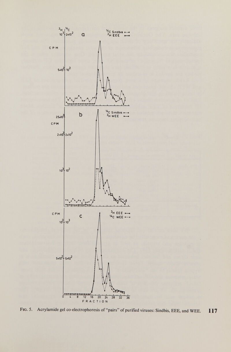 Fig. 5. Acrylamide gel co-electrophoresis of pairs of purified viruses: Sindbis, EEE, and WEE. 117