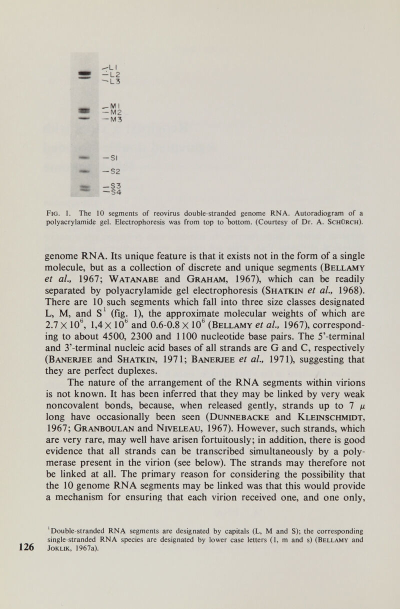 -LI -L2 >L3 • MI •M2 •M3 -SI — S2 -S3 — S4 Fig. 1. The 10 segments of reovirus double-stranded genome RNA. Autoradiogram of a Polyacrylamide gel. Electrophoresis was from top to bottom. (Courtesy of Dr. A. Schürch). genome RNA. Its unique feature is that it exists not in the form of a single molecule, but as a collection of discrete and unique segments (Bellamy et al, 1967; Watanabe and Graham, 1967), which can be readily separated by Polyacrylamide gel electrophoresis (Shatkin et al, 1968). There are 10 such segments which fall into three size classes designated L, M, and (fig. 1), the approximate molecular weights of which are 2.7 X 10^, 1,4 X lO* and 0.6-0.8 X 10^ (Bellamy et al, 1967), correspond¬ ing to about 4500, 2300 and 1100 nucleotide base pairs. The S'-terminal and 3'-terminal nucleic acid bases of all strands are G and C, respectively (Banerjee and Shatkin, 1971; Banerjee et al., 1971), suggesting that they are perfect duplexes. The nature of the arrangement of the RNA segments within virions is not known. It has been inferred that they may be linked by very weak noncovalent bonds, because, when released gently, strands up to 7 д long have occasionally been seen (Dunnebacke and Kleinschmidt, 1967; Granboulan and Niveleau, 1967). However, such strands, which are very rare, may well have arisen fortuitously; in addition, there is good evidence that all strands can be transcribed simultaneously by a poly¬ merase present in the virion (see below). The strands may therefore not be Unked at all. The primary reason for considering the possibility that the 10 genome RNA segments may be linked was that this would provide a mechanism for ensuring that each virion received one, and one only, 'Double-stranded RNA segments are designated by capitals (L, M and S); the corresponding single-stranded RNA species are designated by lower case letters (1, m and s) (Bellamy and 126 JoKLiK, 1967a).