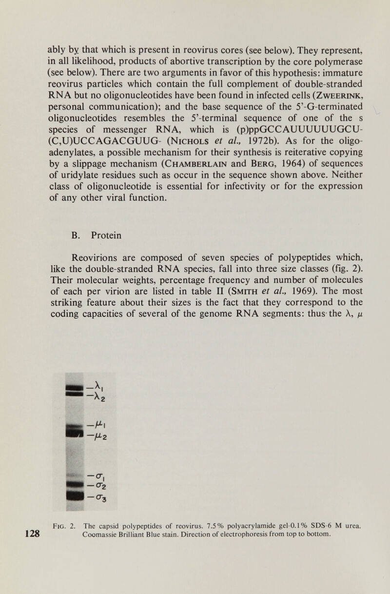 ably by that which is present in reovirus cores (see below). They represent, in all likelihood, products of abortive transcription by the core polymerase (see below). There are two arguments in favor of this hypothesis: immature reovirus particles which contain the full complement of double-stranded RNA but no oligonucleotides have been found in infected cells (Zweerink, personal communication); and the base sequence of the 5'-G-terminated oligonucleotides resembles the 5'-terminal sequence of one of the s species of messenger RNA, which is (p)ppGCCAUUUUUUGCU- (C,U)UCCAGACGUUG- (Nichols et al, 1972b). As for the olip- adenylates, a possible mechanism for their synthesis is reiterative copying by a slippage mechanism (Chamberlain and Berg, 1964) of sequences of uridylate residues such as occur in the sequence shown above. Neither class of oligonucleotide is essential for infectivity or for the expression of any other viral function. B. Protein Reovirions are composed of seven species of polypeptides which, like the double-stranded RNA species, fall into three size classes (fig. 2). Their molecular weights, percentage frequency and number of molecules of each per virion are listed in table II (Smith et ah, 1969). The most striking feature about their sizes is the fact that they correspond to the coding capacities of several of the genome RNA segments: thus-the X, ц Fig. 2. The capsid polypeptides of reovirus. 7.5% Polyacrylamide gel-0.1% SDS-6 M urea. 128 Coomassie Brilliant Blue stain. Direction of electrophoresis from top to bottom.