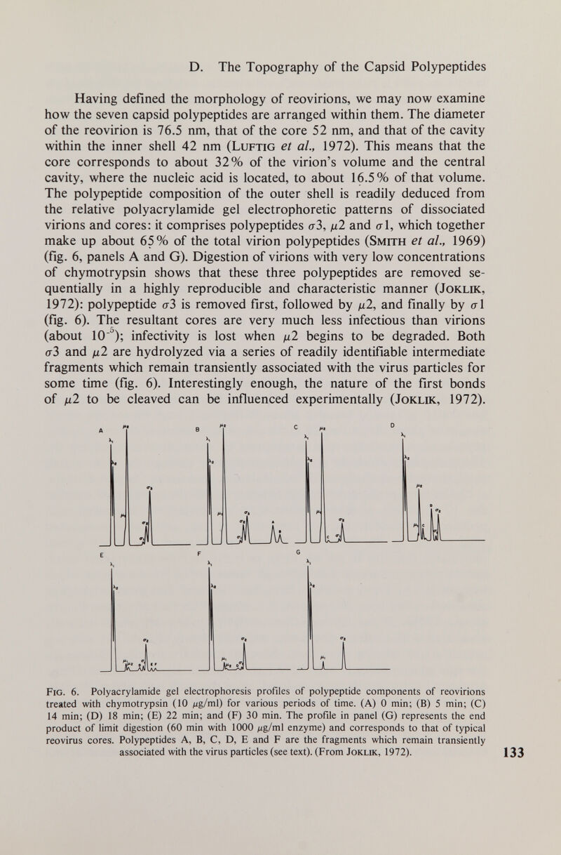 D. The Topography of the Capsid Polypeptides Having defined the morphology of reovirions, we may now examine how the seven capsid polypeptides are arranged within them. The diameter of the reovirion is 76.5 nm, that of the core 52 nm, and that of the cavity within the inner shell 42 nm (Luftig et al, 1972). This means that the core corresponds to about 32% of the virion's volume and the central cavity, where the nucleic acid is located, to about 16.5% of that volume. The polypeptide composition of the outer shell is readily deduced from the relative Polyacrylamide gel electrophoretic patterns of dissociated virions and cores: it comprises polypeptides стЗ, ßl and al, which together make up about 65% of the total virion polypeptides (Smith et al., 1969) (fig. 6, panels A and G). Digestion of virions with very low concentrations of chymotrypsin shows that these three polypeptides are removed se¬ quentially in a highly reproducible and characteristic manner (Joklik, 1972): polypeptide аЪ is removed first, followed by ¡xl, and finally by al (fig. 6). The resultant cores are very much less infectious than virions (about lO''); infectivity is lost when ßl begins to be degraded. Both аЪ and Ц.1 are hydrolyzed via a series of readily identifiable intermediate fragments which remain transiently associated with the virus particles for some time (fig. 6). Interestingly enough, the nature of the first bonds of jil to be cleaved can be influenced experimentally (Joklik, 1972). J и jJl ± Fig. 6. Polyacrylamide gel electrophoresis profiles of polypeptide components of reovirions treated with chymotrypsin (10 fig/ml) for various periods of time. (A) 0 min; (В) 5 min; (С) 14 min; (D) 18 min; (E) 22 min; and (F) 30 min. The profile in panel (G) represents the end product of limit digestion (60 min with 1000 /ig/ml enzyme) and corresponds to that of typical reovirus cores. Polypeptides A, b, C, D, E and F are the fragments which remain transiently associated with the virus particles (see text). (From Joklik, 1972).