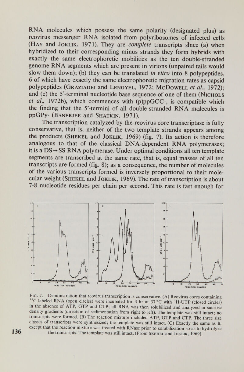 RNA molecules which possess the same polarity (designated plus) as reovirus messenger RNA isolated from polyribosomes of infected cells (Hay and Joklik, 1971). They are complete transcripts since (a) when hybridized to their corresponding minus strands they form hybrids with exactly the same electrophoretic mobilities as the ten double-stranded genome RNA segments which are present in virions (unpaired tails would slow them down); (b) they can be translated in vitro into 8 polypeptides, 6 of which have exactly the same electrophoretic migration rates as capsid polypeptides (Graziadei and Lengyel, 1972; McDowell et al, 1972); and (с) the 5'-terminal nucleotide base sequence of one of them (Nichols et al, 1972b), which commences with (p)ppGCC-, is compatible which the finding that the 5'-termini of all double-stranded RNA molecules is ppGPy- (Banerjee and Shatkin, 1971). The transcription catalyzed by the reovirus core transcriptase is fully conservative, that is, neither of the two template strands appears among the products (Shekel and Joklk, 1969) (fig. 7). Its action is therefore analogous to that of the classical DNA-dependent RNA polymerases; it is a DS^SS RNA polymerase. Under optimal conditions all ten template segments are transcribed at the same rate, that is, equal masses of all ten transcripts are formed (fig. 8); as a consequence, the number of molecules of the various transcripts formed is inversely proportional to their mole¬ cular weight (Shekel and Joklik, 1969). The rate of transcription is about 7-8 nucleotide residues per chain per second. This rate is fast enough for Fig. 7. Demonstration that reovirus transcription is conservative. (A) Reovirus cores containing '■C-labeled RNA (open circles) were incubated for 3 hr at 37 °C with ''H-UTP (closed circles) in the absence of ATP, GTP and CTP; all RNA was then solubilized and analyzed in sucrose density gradients (direction of sedimentation from right to left). The template was still intact; no transcripts were formed. (B) The reaction mixture included ATP, GTP and CTP. The three size classes of transcripts were synthesized; the template was still intact. (C) Exactly the same as B, except that the reaction mixture was treated with RNase prior to solubilization so as to hydrolyze the transcripts. The template was still intact. (From Skehel and Joklik, 1969).