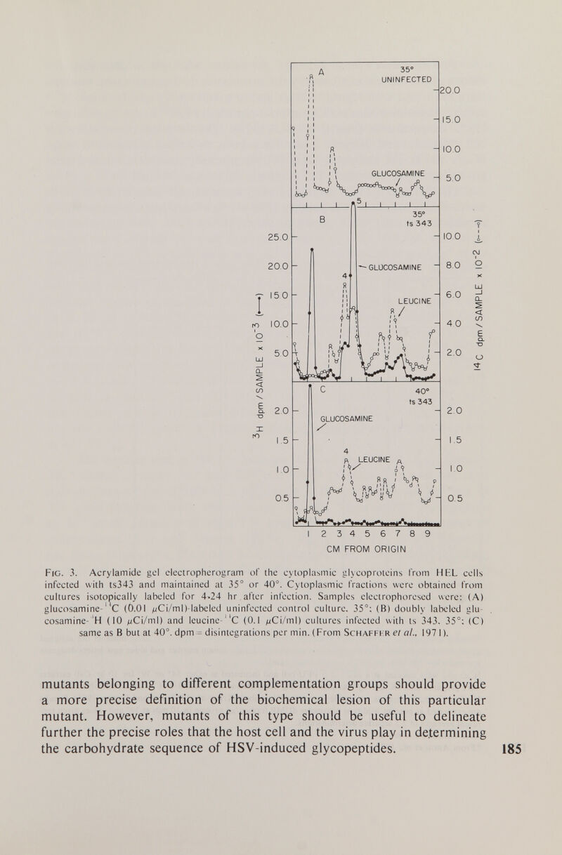 35° UNINFECTED -20.0 GLUCOSAMINE 23456789 CM FROM ORIGIN Fig. 3. Acrylamide gel electropherogram of the cytoplasmic glycoproteins from H EL cells infected with ts343 and maintained at 35° or 40°. Cytoplasmic fractions were obtained from cultures isotopically labeled for 4-24 hr after infection. Samples electrophoresed were: (A) glucosamine-C (0.01 ^/Ci/mD-labeled uninfected control culture. 35°: (B) doubly labeled glu¬ cosamine- 'H (10 ^Ci/ml) and leucine-C (0.1 /uCi/ml) cultures infected with ts 343. 35°; (C) same as В but at 40°. dpm = disintegrations per min. (From Schaffhr el al., 197 I). mutants belonging to different complementation groups should provide a more precise definition of the biochemical lesion of this particular mutant. However, mutants of this type should be useful to delineate further the precise roles that the host cell and the virus play in determining the carbohydrate sequence of HSV-induced glycopeptides.
