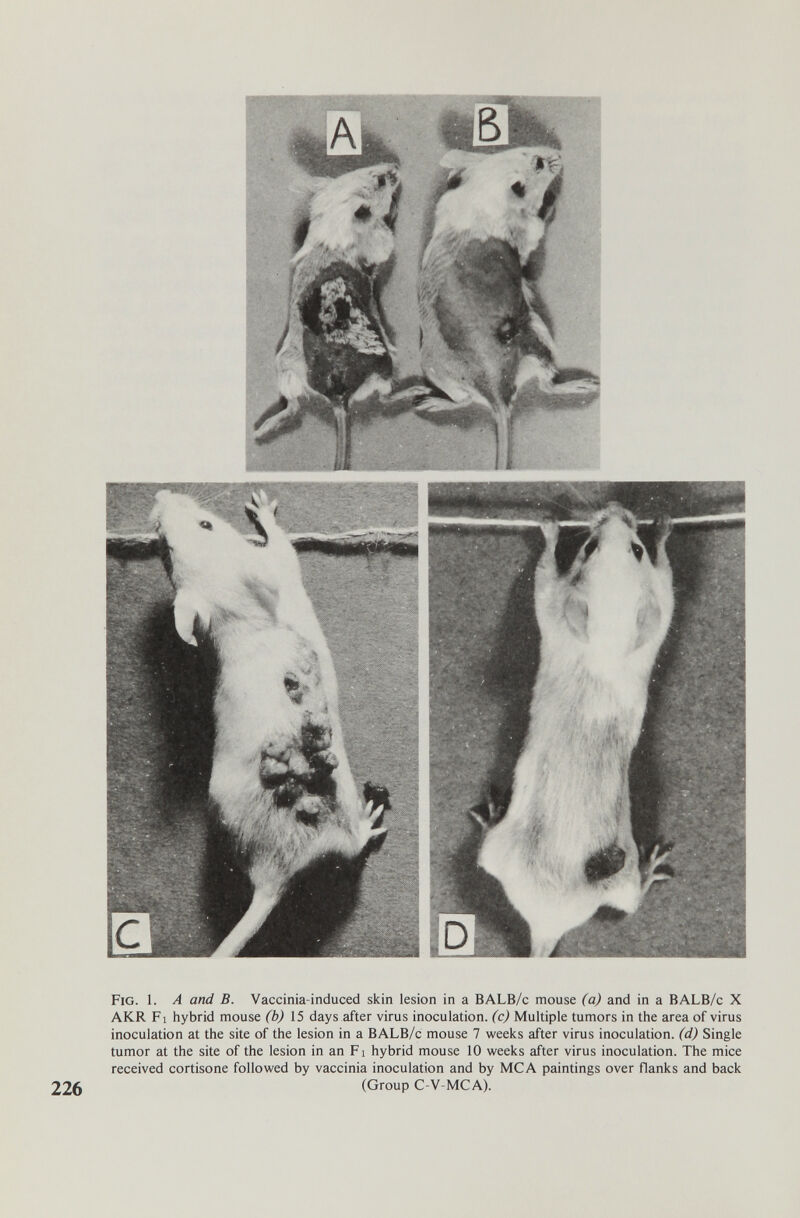 Fig. 1. A and В. Vaccinia-induced skin lesion in a BALB/c mouse (a) and in a BALB/c X AKR Fl hybrid mouse (b) 15 days after virus inoculation, (c) Multiple tumors in the area of virus inoculation at the site of the lesion in a BALB/c mouse 7 weeks after virus inoculation, (d) Single tumor at the site of the lesion in an F i hybrid mouse 10 weeks after virus inoculation. The mice received cortisone followed by vaccinia inoculation and by MCA paintings over flanks and back 226 (Group C-V-MCA).