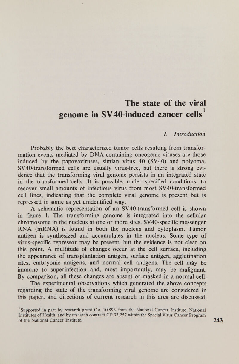 The state of the viral genome in SV40-induced cancer cells ^ I. Introduction Probably the best characterized tumor cells resulting from transfor¬ mation events mediated by DNA-containing oncogenic viruses are those induced by the papovaviruses, simian virus 40 (SV40) and polyoma. SV40-transformed cells are usually virus-free, but there is strong evi¬ dence that the transforming viral genome persists in an integrated state in the transformed cells. It is possible, under specified conditions, to recover small amounts of infectious virus from most SV40-transformed cell lines, indicating that the complete viral genome is present but is repressed in some as yet unidentified way. A schematic representation of an SV40-transformed cell is shown in figure 1. The transforming genome is integrated into the cellular chromosome in the nucleus at one or more sites. SV40-specific messenger RNA (mRNA) is found in both the nucleus and cytoplasm. Tumor antigen is synthesized and accumulates in the nucleus. Some type of virus-specific repressor may be present, but the evidence is not clear on this point. A multitude of changes occur at the cell surface, including the appearance of transplantation antigen, surface antigen, agglutination sites, embryonic antigens, and normal cell antigens. The cell may be immune to superinfection and, most importantly, may be malignant. By comparison, all these changes are absent or masked in a normal cell. The experimental observations which generated the above concepts regarding the state of the transforming viral genome are considered in this paper, and directions of current research in this area are discussed. 'Supported in part by research grant CA 10,893 from the National Cancer Institute, National Institutes of Health, and by research contract CP 33,257 within the Special Virus Cancer Program of the National Cancer Institute. 243