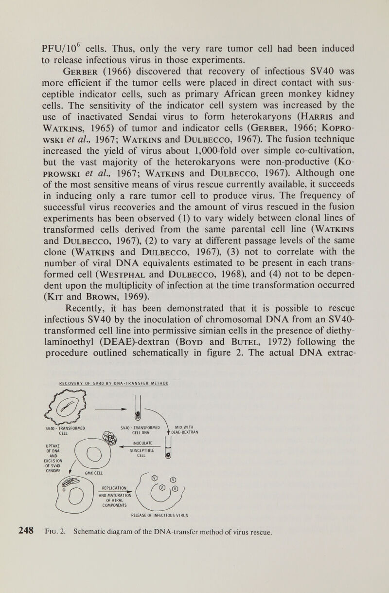PFU/10^ cells. Thus, only the very rare tumor cell had been induced to release infectious virus in those experiments. Gerber (1966) discovered that recovery of infectious SV40 was more efficient if the tumor cells were placed in direct contact with sus¬ ceptible indicator cells, such as primary African green monkey kidney cells. The sensitivity of the indicator cell system was increased by the use of inactivated Sendai virus to form heterokaryons (Harris and Watkins, 1965) of tumor and indicator cells (Gerber, 1966; Kopro- wsKi et al., 1967; Watkins and Dulbecco, 1967). The fusion technique increased the yield of virus about 1,000-fold over simple co-cultivation, but the vast majority of the heterokaryons were non-productive (Ko- prowski et al., 1967; Watkins and Dulbecco, 1967). Although one of the most sensitive means of virus rescue currently available, it succeeds in inducing only a rare tumor cell to produce virus. The frequency of successful virus recoveries and the amount of virus rescued in the fusion experiments has been observed (1) to vary widely between clonal lines of transformed cells derived from the same parental cell line (Watkins and Dulbecco, 1967), (2) to vary at different passage levels of the same clone (Watkins and Dulbecco, 1967), (3) not to correlate with the number of viral DNA equivalents estimated to be present in each trans¬ formed cell (Westphal and Dulbecco, 1968), and (4) not to be depen¬ dent upon the multiplicity of infection at the time transformation occurred (Kit and Brown, 1969). Recently, it has been demonstrated that it is possible to rescue infectious SV40 by the inoculation of chromosomal DNA from an SV40- transformed cell line into permissive simian cells in the presence of diethy- laminoethyl (DEAE)-dextran (Boyd and Butel, 1972) following the procedure outlined schematically in figure 2. The actual DNA extrac- RECOVERY OF $V4Q BY ONA-TRANSFER METHOD RELEASE Of INFECTIOUS VIRUS 248 Fig. 2. Schematic diagram of the DNA-transfer method of virus rescue.