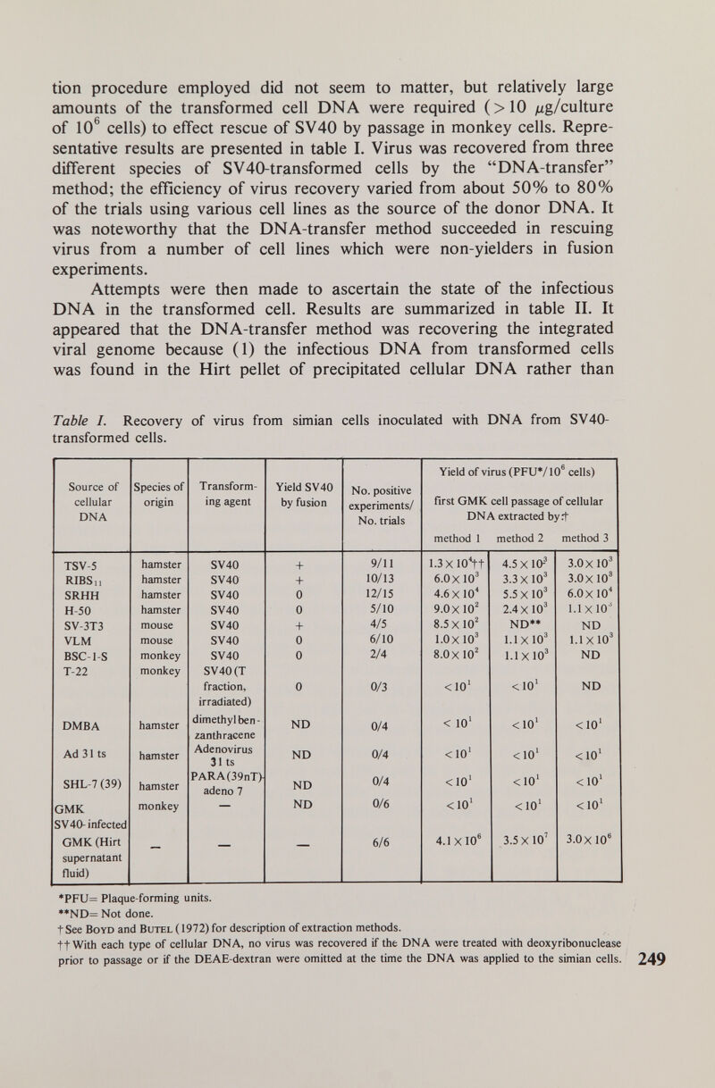 tion procedure employed did not seem to matter, but relatively large amounts of the transformed cell DNA were required (>10 ^ug/culture of 10^ cells) to effect rescue of SV40 by passage in monkey cells. Repre¬ sentative results are presented in table I. Virus was recovered from three different species of SV40-transformed cells by the DNA-transfer method; the efficiency of virus recovery varied from about 50% to 80% of the trials using various cell lines as the source of the donor DNA. It was noteworthy that the DNA-transfer method succeeded in rescuing virus from a number of cell lines which were non-yielders in fusion experiments. Attempts were then made to ascertain the state of the infectious DNA in the transformed cell. Results are summarized in table II. It appeared that the DNA-transfer method was recovering the integrated viral genome because (1) the infectious DNA from transformed cells was found in the Hirt pellet of precipitated cellular DNA rather than Table I. Recovery of virus from simian cells inoculated with DNA from SV40- transformed cells. ♦PFU= Plaque-forming units. **ND= Not done. tSee Boyd and Butel( 1972) for description of extraction methods. ft With each type of cellular DNA, no virus was recovered if the DNA were treated with deoxyribonuclease prior to passage or if the DEAE-dextran were omitted at the time the DNA was applied to the simian cells. 249
