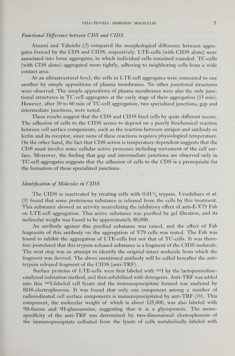 Functional Difference betzveen CDS and CIDS Atsumi and Takeichi (2) compared the morphological difference between aggre gates formed by the CDS and CIDS, respectively. LTE-cells (with CIDS alone) were associated into loose aggregates, in which individual cells remained rounded. TC-cells (with CDS alone) aggregated more tightly, adhering to neighboring cells from a wide contact area. At an ultrastructural level, the cells in LTE-cell aggregates were connected to one another by simple appositions of plasma membranes. No other junctional structures were observed. The simple appositions of plasma membranes were also the only junc tional structures in TC-cell aggregates at the early stage of their aggregation (15 min). However, after 30 to 60 min of TC-cell aggregation, two specialized junctions, gap and intermediate junctions, were noted. These results suggest that the CDS and CIDS bind cells by quite different means. The adhesion of cells to the CIDS seems to depend on a purely biochemical reaction between cell surface components, such as the reaction between antigen and antibody or lectin and its receptor, since none of these reactions requires physiological temperature. On the other hand, the fact that CDS action is temperature dependent suggests that the CDS must involve some cellular active processes including movement of the cell sur face. Moreover, the finding that gap and intermediate junctions are observed only in TC-cell aggregates suggests that the adhesion of cells to the CDS is a prerequisite for the formation of these specialized junctions. Identification of Molecules in CIDS The CIDS is inactivated by treating cells with 0.01% trypsin. Urushihara et al. (9) found that some proteinous substance is released from the cells by this treatment. This substance showed an activity neutralizing the inhibitory effect of anti-E-V79 Fab on LTE-cell aggregation. This active substance was purified by gel filtration, and its molecular weight was found to be approximately 80,000. An antibody against this purified substance was raised, and the effect of Fab fragments of this antibody on the aggregation of V79 cells was tested. The Fab was found to inhibit the aggregation of LTE-cells but not that of TC-cells. It was there fore postulated that this trypsin-released substance is a fragment of the CIDS molecule. The next step was an attempt to identify the original intact molecule from which the fragment was derived. The above mentioned antibody will be called hereafter the anti trypsin released fragment of the CIDS (anti-TRF). Surface proteins of LTE-cells were first labeled with 125 I by the lactoperoxidase- catalyzed iodination method, and then solubilized with detergents. Anti-TRF was added into this 125 I-labeled cell lysate and the immunoprecipitate formed was analyzed by SDS-electrophoresis. It was found that only one component among a number of radioiodinated cell surface components is immunoprecipitated by anti-TRF (10). This component, the molecular weight of which is about 125,000, was also labeled with 3 H-fucose and 3 H-glucosamine, suggesting that it is a glycoprotein. The mono- specificity of the anti-TRF was determined by two-dimensional electrophoresis of the immunoprecipitate collected from the lysate of cells metabolically labeled with