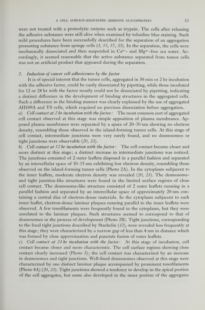 were not treated with a proteolytic enzyme such as trypsin. The cells after releasing the adhesive substance were still alive when examined by toluidine blue staining. Such mild procedures have been successfully described for the separation of an aggregation promoting substance from sponge cells (4, 15, 77, 33). In the separation, the cells were mechanically dissociated and then suspended in Ca 2+ - and Mg 2+ -free sea water. Ac cordingly, it seemed reasonable that the active substance separated from tumor cells was not an artificial product that appeared during the separation. 2. Induction of cancer ceil adhesiveness by the factor It is of special interest that the tumor cells, aggregated in 30 min or 2 hr incubation with the adhesive factor, could be easily dissociated by pipetting, while those incubated for 12 or 24 hr with the factor mostly could not be dissociated by pipetting, indicating a distinct difference in the development of binding structures in the aggregated cells. Such a difference in the binding manner was clearly explained by the use of aggregated AH109A and YS cells, which required no previous dissociation before aggregation. a) Cell contact at 2 hr incubation with the factor: The most common sort of aggregated cell contact observed at this stage was simple apposition of plasma membranes. Ap posed plasma membranes were separated by a space of 20-30 nm showing no electron density, resembling those observed in the island-forming tumor cells. At this stage of cell contact, intermediate junctions were very rarely found, and no desmosomes or tight junctions were observable (20, 23). b) Cell contact at 12 hr incubation with the factor: The cell contact became closer and more distinct at this stage; a distinct increase in intermediate junctions was noticed. The junctions consisted of 2 outer leaflets disposed in a parallel fashion and separated by an intercellular space of 10-15 nm exhibiting low electron density, resembling those observed on the island-forming tumor cells (Photo 2A). In the cytoplasm subjacent to the inner leaflets, moderate electron density was revealed (20, 23). The desmosome- and tight junction-like structures were found in the limited surface regions of close cell contact. The desmosome-like structure consisted of 2 outer leaflets running in a parallel fashion and separated by an intercellular space of approximately 20 nm con taining a central disc of electron-dense materials. In the cytoplasm subjacent to each inner leaflet, electron-dense laminar plaques running parallel to the inner leaflets were observed. A few tonofilaments were frequently found in the cytoplasm, but they were unrelated to the laminar plaques. Such structures seemed to correspond to that of desmosomes in the process of development (Photo 2B). Tight junctions, corresponding to the focal tight junctions described by Staehelin (42), were revealed less frequently at this stage; they were characterized by a narrow gap of less than 4 nm in distance which was formed by close approximation and punctate fusion of outer leaflets. c) Cell contact at 24 hr incubation with the factor: At this stage of incubation, cell contact became closer and more characteristic. The cell surface regions showing close contact clearly increased (Photo 3); the cell contact was characterized by an increase in desmosomes and tight junctions. Well-fined desmosomes observed at this stage were characterized by one distinct laminar plaque accompanied by prominent tonofilaments (Photo 4A) (20, 23). Tight junctions showed a tendency to develop in the apical portion of the cell aggregates, but some also developed in the inner portion of the aggregates