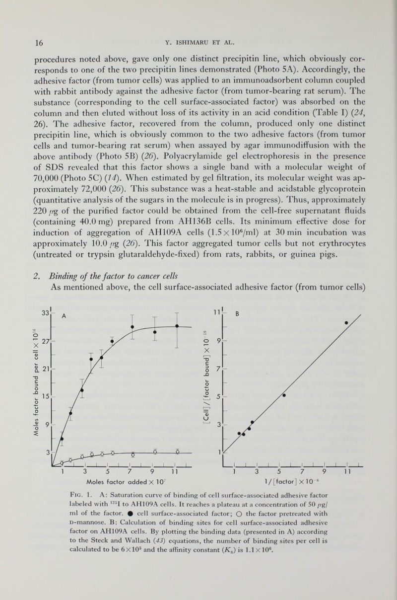 procedures noted above, gave only one distinct precipitin line, which obviously cor responds to one of the two precipitin lines demonstrated (Photo 5A). Accordingly, the adhesive factor (from tumor cells) was applied to an immunoadsorbent column coupled with rabbit antibody against the adhesive factor (from tumor-bearing rat serum). The substance (corresponding to the cell surface-associated factor) was absorbed on the column and then eluted without loss of its activity in an acid condition (Table I) (24, 26). The adhesive factor, recovered from the column, produced only one distinct precipitin line, which is obviously common to the two adhesive factors (from tumor cells and tumor-bearing rat serum) when assayed by agar immunodiffusion with the above antibody (Photo 5B) (26). Polyacrylamide gel electrophoresis in the presence of SDS revealed that this factor shows a single band with a molecular weight of 70,000 (Photo 5C) (14). When estimated by gel filtration, its molecular weight was ap proximately 72,000 (26). This substance was a heat-stable and acidstable glycoprotein (quantitative analysis of the sugars in the molecule is in progress). Thus, approximately 220 ¡ig of the purified factor could be obtained from the cell-free supernatant fluids (containing 40.0 mg) prepared from AH136B cells. Its minimum effective dose for induction of aggregation of AH109A cells (1.5xl0 6 /ml) at 30 min incubation was approximately 10.0 / ig (26). This factor aggregated tumor cells but not erythrocytes (untreated or trypsin glutaraldehyde-fixed) from rats, rabbits, or guinea pigs. 2. Binding of the factor to cancer cells As mentioned above, the cell surface-associated adhesive factor (from tumor cells) Fig. 1. A: Saturation curve of binding of cell surface-associated adhesive factor labeled with 125 I to AH109A cells. It reaches a plateau at a concentration of 50 /fg/ ml of the factor. # cell surface-associated factor; O the factor pretreated with d -mannose. B: Calculation of binding sites for cell surface-associated adhesive factor on AH109A cells. By plotting the binding data (presented in A) according to the Steck and Wallach (43) equations, the number of binding sites per cell is calculated to be 6xl0 5 and the affinity constant (K a ) is 1.1 X 10 6 . 3 5 7 9 11 Moles factor added X 10 3 5 7 9 11 1/[factor] X 10 6