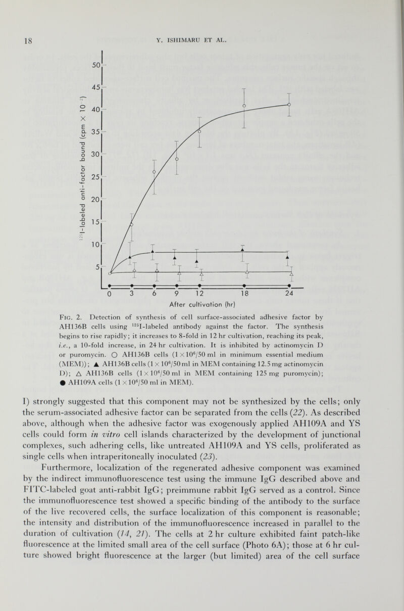 After cultivation (hr) Fig . 2. Detection of synthesis of cell surface-associated adhesive factor by AH136B cells using 125 I-labeled antibody against the factor. The synthesis begins to rise rapidly; it increases to 8-fold in 12 hr cultivation, reaching its peak, i.e., a 10-fold increase, in 24 hr cultivation. It is inhibited by actinomycin D or puromycin. O AH136B cells (lXl0 6 /50 ml in minimum essential medium (MEM)) ; ▲ AHI 36B cells (1 X 10 6 /50 ml in MEM containing 12.5 mg actinomycin D); A AH136B cells (lxl0 6 /50 ml in MEM containing 125 mg puromycin); • AH109A cells (1 Xl0 6 /50 ml in MEM). I) strongly suggested that this component may not be synthesized by the cells; only the serum-associated adhesive factor can be separated from the cells (22). As described above, although when the adhesive factor was exogenously applied AH109A and YS cells could form in vitro cell islands characterized by the development of junctional complexes, such adhering cells, like untreated AH109A and YS cells, proliferated as single cells when intraperitoneal^ inoculated {23). Furthermore, localization of the regenerated adhesive component was examined by the indirect immunofluorescence test using the immune IgG described above and FITC-labeled goat anti-rabbit IgG; preimmune rabbit IgG served as a control. Since the immunofluorescence test showed a specific binding of the antibody to the surface of the live recovered cells, the surface localization of this component is reasonable; the intensity and distribution of the immunofluorescence increased in parallel to the duration of cultivation (14, 21). The cells at 2 hr culture exhibited faint patch-like fluorescence at the limited small area of the cell surface (Photo 6A); those at 6 hr cul ture showed bright fluorescence at the larger (but limited) area of the cell surface