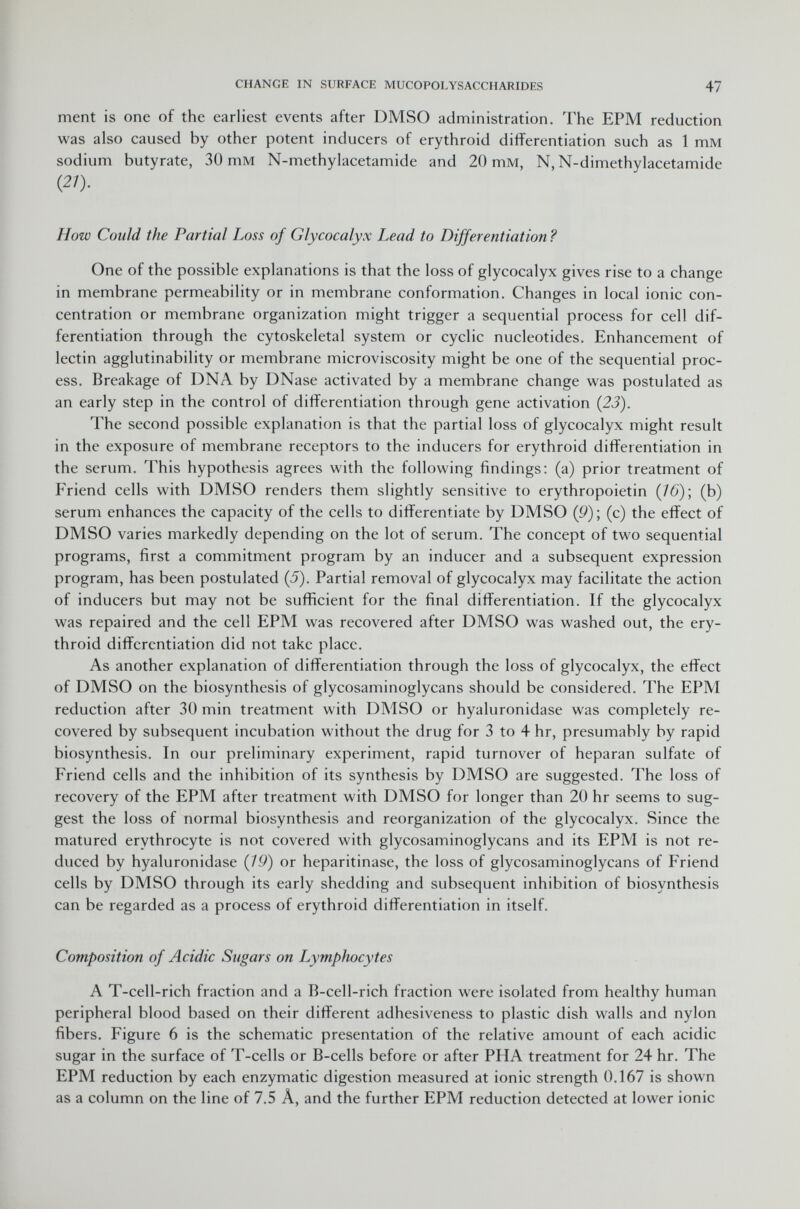 ment is one of the earliest events after DMSO administration. The EPM reduction was also caused by other potent inducers of erythroid differentiation such as 1 mM sodium butyrate, 30 mM N-methylacetamide and 20 mM, N, N-dimethylacetamide (27). How Could the Partial Loss of Glycocalyx Lead to Differentiation? One of the possible explanations is that the loss of glycocalyx gives rise to a change in membrane permeability or in membrane conformation. Changes in local ionic con centration or membrane organization might trigger a sequential process for cell dif ferentiation through the cytoskeletal system or cyclic nucleotides. Enhancement of lectin agglutinability or membrane microviscosity might be one of the sequential proc ess. Breakage of DNA by DNase activated by a membrane change was postulated as an early step in the control of differentiation through gene activation (23). The second possible explanation is that the partial loss of glycocalyx might result in the exposure of membrane receptors to the inducers for erythroid differentiation in the serum. This hypothesis agrees with the following findings: (a) prior treatment of Friend cells with DMSO renders them slightly sensitive to erythropoietin (/6); (b) serum enhances the capacity of the cells to differentiate by DMSO (9); (c) the effect of DMSO varies markedly depending on the lot of serum. The concept of two sequential programs, first a commitment program by an inducer and a subsequent expression program, has been postulated (5). Partial removal of glycocalyx may facilitate the action of inducers but may not be sufficient for the final differentiation. If the glycocalyx was repaired and the cell EPM was recovered after DMSO was washed out, the ery throid differentiation did not take place. As another explanation of differentiation through the loss of glycocalyx, the effect of DMSO on the biosynthesis of glycosaminoglycans should be considered. The EPM reduction after 30 min treatment with DMSO or hyaluronidase was completely re covered by subsequent incubation without the drug for 3 to 4 hr, presumably by rapid biosynthesis. In our preliminary experiment, rapid turnover of heparan sulfate of Friend cells and the inhibition of its synthesis by DMSO are suggested. The loss of recovery of the EPM after treatment with DMSO for longer than 20 hr seems to sug gest the loss of normal biosynthesis and reorganization of the glycocalyx. Since the matured erythrocyte is not covered with glycosaminoglycans and its EPM is not re duced by hyaluronidase (19) or heparitinase, the loss of glycosaminoglycans of Friend cells by DMSO through its early shedding and subsequent inhibition of biosynthesis can be regarded as a process of erythroid differentiation in itself. Composition of Acidic Sugars on Lymphocytes A T-cell-rich fraction and a B-cell-rich fraction were isolated from healthy human peripheral blood based on their different adhesiveness to plastic dish walls and nylon fibers. Figure 6 is the schematic presentation of the relative amount of each acidic sugar in the surface of T-cells or B-cells before or after PHA treatment for 24 hr. The EPM reduction by each enzymatic digestion measured at ionic strength 0.167 is shown as a column on the line of 7.5 Â, and the further EPM reduction detected at lower ionic