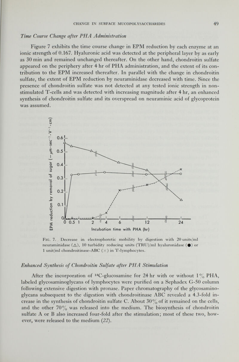 Time Coarse Change after PHA Administration Figure 7 exhibits the time course change in EPM reduction by each enzyme at an ionic strength of 0.167. Hyaluronic acid was detected at the peripheral layer by as early as 30 min and remained unchanged thereafter. On the other hand, chondroitin sulfate appeared on the periphery after 4 hr of PHA administration, and the extent of its con tribution to the EPM increased thereafter. In parallel with the change in chondroitin sulfate, the extent of EPM reduction by neuraminidase decreased with time. Since the presence of chondroitin sulfate was not detected at any tested ionic strength in non- stimulated T-cells and was detected with increasing magnitude after 4 hr, an enhanced synthesis of chondroitin sulfate and its overspread on neuraminic acid of glycoprotein was assumed. E U Fig. 7. Decrease in electrophoretic mobility by digestion with 20 units/ml neuraminidase (A), 10 turbidity reducing units (TRU)/ml hyaluronidase (#) or 1 unit/ml chondroitinase-ABC (x) in T-lymphocytes. Enhanced Synthesis of Chondroitin Sulfate after PHA Stimulation After the incorporation of 14 C-glucosamine for 24 hr with or without 1 % PHA, labeled glycosaminoglycans of lymphocytes were purified on a Sephadex G-50 column following extensive digestion with pronase. Paper chromatography of the glycosamino glycans subsequent to the digestion with chondroitinase ABC revealed a 4.3-fold in crease in the synthesis of chondroitin sulfate C. About 30% of it remained on the cells, and the other 70% was released into the medium. The biosynthesis of chondroitin sulfate A or B also increased four-fold after the stimulation; most of these two, how ever, were released to the medium (22).