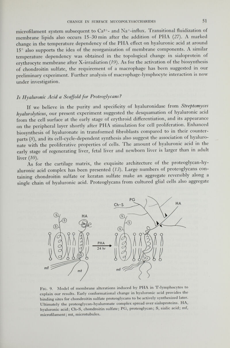 microfilament system subsequent to Ca 2+ - and Na+-influx. Transitional fluidization of membrane lipids also occurs 15-30 min after the addition of PIIA (27). A marked change in the temperature dependency of the PHA effect on hyaluronic acid at around 15° also supports the idea of the reorganization of membrane components. A similar temperature dependency was obtained in the topological change in sialoprotein of erythrocyte membrane after X-irradiation (19). As for the activation of the biosynthesis of chondroitin sulfate, the requirement of a macrophage has been suggested in our preliminary experiment. Further analysis of macrophage-lymphocyte interaction is now under investigation. Is Hyaluronic Acid a Scaffold for Proteoglycans? If we believe in the purity and specificity of hyaluronidase from Streptomyces hyalurolytiens, our present experiment suggested the desquamation of hyaluronic acid from the cell surface at the early stage of erythroid differentiation, and its appearance on the peripheral layer shortly after PHA stimulation for cell proliferation. Enhanced biosynthesis of hyaluronate in transformed fibroblasts compared to in their counter parts (8), and its cell-cycle-dependent synthesis also suggest the association of hyaluro nate with the proliferative properties of cells. The amount of hyaluronic acid in the early stage of regenerating liver, fetal liver and newborn liver is larger than in adult liver (10). As for the cartilage matrix, the exquisite architecture of the proteoglycan-hy aluronic acid complex has been presented (13). Large numbers of proteoglycans con taining chondroitin sulfate or keratan sulfate make an aggregate reversibly along a single chain of hyaluronic acid. Proteoglycans from cultured glial cells also aggregate Fig. 9. Model of membrane alterations induced by PHA in T -lymphocytes to explain our results. Early conformational change in hyaluronic acid provides the binding sites for chondroitin sulfate proteoglycans to be actively synthesized later. Ultimately the proteoglycan-hyaluronate complex spread over sialoproteins. HA, hyaluronic acid; Ch-S, chondroitin sulfate; PG, proteoglycan; S, sialic acid; mf, microfilament; mt, microtubules.