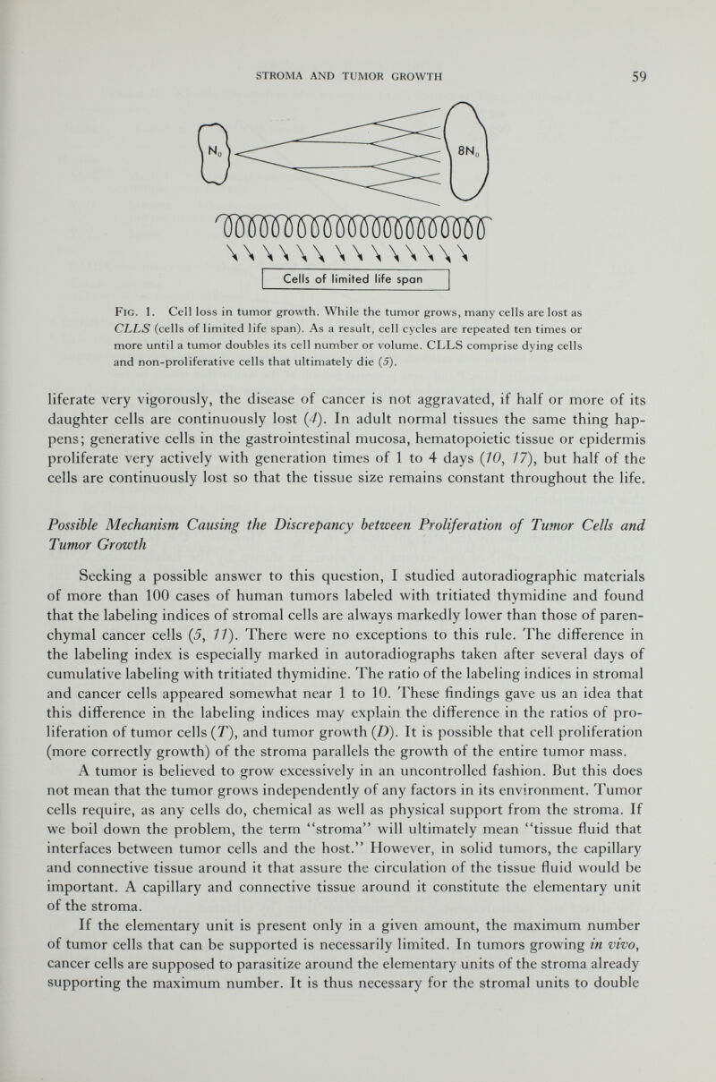 IWMMÄiW wwwwwww Cells of limited life span Fig . 1. Cell loss in tumor growth. While the tumor grows, many cells are lost as CLLS (cells of limited life span). As a result, cell cycles are repeated ten times or more until a tumor doubles its cell number or volume. CLLS comprise dying cells and non-proliferative cells that ultimately die (5). liferate very vigorously, the disease of cancer is not aggravated, if half or more of its daughter cells are continuously lost (4). In adult normal tissues the same thing hap pens; generative cells in the gastrointestinal mucosa, hematopoietic tissue or epidermis proliferate very actively with generation times of 1 to 4 days (JO, 17), but half of the cells are continuously lost so that the tissue size remains constant throughout the life. Possible Mechanism Causing the Discrepancy between Proliferation of Tumor Cells and Tumor Growth Seeking a possible answer to this question, I studied autoradiographic materials of more than 100 cases of human tumors labeled with tritiated thymidine and found that the labeling indices of stromal cells are always markedly lower than those of paren chymal cancer cells (5, 11). There were no exceptions to this rule. The difference in the labeling index is especially marked in autoradiographs taken after several days of cumulative labeling with tritiated thymidine. The ratio of the labeling indices in stromal and cancer cells appeared somewhat near 1 to 10. These findings gave us an idea that this difference in the labeling indices may explain the difference in the ratios of pro liferation of tumor cells (T), and tumor growth ( D ). It is possible that cell proliferation (more correctly growth) of the stroma parallels the growth of the entire tumor mass. A tumor is believed to grow excessively in an uncontrolled fashion. But this does not mean that the tumor grows independently of any factors in its environment, l'umor cells require, as any cells do, chemical as well as physical support from the stroma. If we boil down the problem, the term stroma will ultimately mean tissue fluid that interfaces between tumor cells and the host. However, in solid tumors, the capillary and connective tissue around it that assure the circulation of the tissue fluid would be important. A capillary and connective tissue around it constitute the elementary unit of the stroma. If the elementary unit is present only in a given amount, the maximum number of tumor cells that can be supported is necessarily limited. In tumors growing in vivo, cancer cells are supposed to parasitize around the elementary units of the stroma already supporting the maximum number. It is thus necessary for the stromal units to double