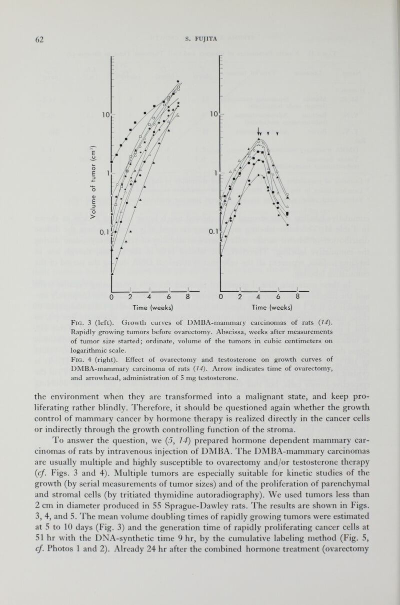 e u k- O e D <u e J3 O > 0 2 4 6 8 Time (weeks) 0 2 4 6 8 Time (weeks) Fig. 3 (left). Growth curves of DMBA -mammary carcinomas of rats {14). Rapidly growing tumors before ovarectomy. Abscissa, weeks after measurements of tumor size started; ordinate, volume of the tumors in cubic centimeters on logarithmic scale. Fig . 4 (right). Effect of ovarectomy and testosterone on growth curves of DMBA-mammary carcinoma of rats (14). Arrow indicates time of ovarectomy, and arrowhead, administration of 5 mg testosterone. the environment when they are transformed into a malignant state, and keep pro liferating rather blindly. Therefore, it should be questioned again whether the growth control of mammary cancer by hormone therapy is realized directly in the cancer cells or indirectly through the growth controlling function of the stroma. To answer the question, we (5, 14) prepared hormone dependent mammary car cinomas of rats by intravenous injection of DMBA. The DMBA-mammary carcinomas are usually multiple and highly susceptible to ovarectomy and/or testosterone therapy (cf. Figs. 3 and 4). Multiple tumors are especially suitable for kinetic studies of the growth (by serial measurements of tumor sizes) and of the proliferation of parenchymal and stromal cells (by tritiated thymidine autoradiography). We used tumors less than 2 cm in diameter produced in 55 Sprague-Dawley rats. The results are shown in Figs. 3, 4, and 5. The mean volume doubling times of rapidly growing tumors were estimated at 5 to 10 days (Fig. 3) and the generation time of rapidly proliferating cancer cells at 51 hr with the DNA-synthetic time 9 hr, by the cumulative labeling method (Fig. 5, cf. Photos 1 and 2). Already 24 hr after the combined hormone treatment (ovarectomy