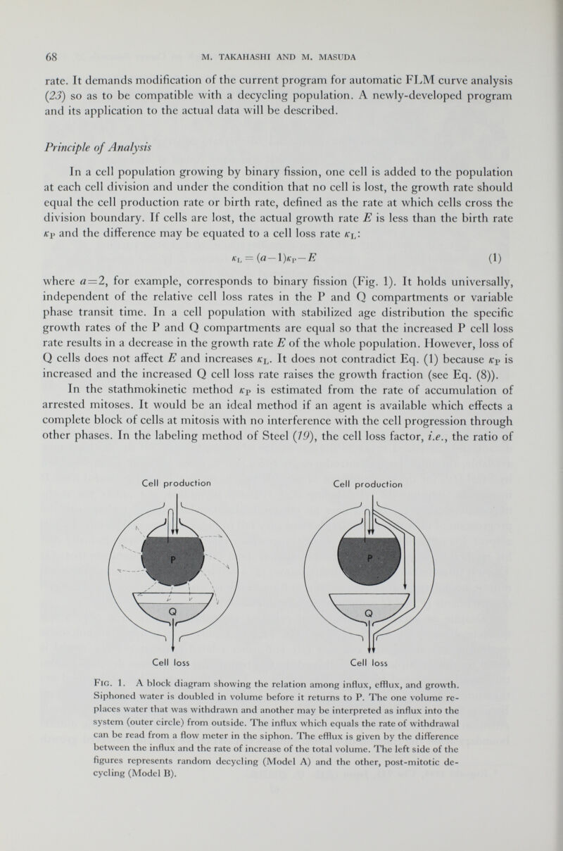 rate. It demands modification of the current program for automatic FLM curve analysis (23) so as to be compatible with a decycling population. A newly-developed program and its application to the actual data will be described. Principle of Analysis In a cell population growing by binary fission, one cell is added to the population at each cell division and under the condition that no cell is lost, the growth rate should equal the cell production rate or birth rate, defined as the rate at which cells cross the division boundary. If cells are lost, the actual growth rate E is less than the birth rate yep and the difference may be equated to a cell loss rate /cj/. «L = (a— l)«p— E (1) where a — 2, for example, corresponds to binary fission (Fig. 1). It holds universally, independent of the relative cell loss rates in the P and Q compartments or variable phase transit time. In a cell population with stabilized age distribution the specific growth rates of the P and Q compartments are equal so that the increased P cell loss rate results in a decrease in the growth rate E of the whole population. However, loss of Q cells does not affect E and increases k ^. It does not contradict Eq. (1) because /cp is increased and the increased Q cell loss rate raises the growth fraction (see Eq. (8)). In the stathmokinetic method /¡r P is estimated from the rate of accumulation of arrested mitoses. It would be an ideal method if an agent is available which effects a complete block of cells at mitosis with no interference with the cell progression through other phases. In the labeling method of Steel (19), the cell loss factor, i.e., the ratio of Cell production Cell production Cell loss Cell loss Fig. 1. A block diagram showing the relation among influx, efflux, and growth. Siphoned water is doubled in volume before it returns to P. The one volume re places water that was withdrawn and another may be interpreted as influx into the system (outer circle) from outside. The influx which equals the rate of withdrawal can be read from a flow meter in the siphon. The efflux is given by the difference between the influx and the rate of increase of the total volume. The left side of the figures represents random decycling (Model A) and the other, post-mitotic de- cycling (Model B).