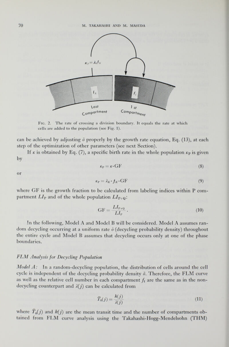 Fig . 2. The rate of crossing a division boundary. It equals the rate at which cells are added to the population (see Fig. 1). can he achieved by adjusting <1 properly by the growth rate equation, Eq. (13), at each step of the optimization of other parameters (see next Section). If a: is obtained by Eq. (7), a specific birth rate in the whole population /cj» is given by Kp — ff-GF (8) or • Jk ' G I -1 (9) where GF is the growth fraction to be calculated from labeling indices within P com partment LI? and of the whole population LI V+ GF = L / p . +q . (10) Li i> In the following, Model A and Model B will be considered. Model A assumes ran dom decycling occurring at a uniform rate ô (decycling probability density) throughout the entire cycle and Model B assumes that decycling occurs only at one of the phase boundaries. FLM Analysis for Decycling Population Model A: In a random-decycling population, the distribution of cells around the cell cycle is independent of the decycling probability density d. Therefore, the FLM curve as well as the relative cell number in each compartment /¿ are the same as in the non- decycling counterpart and X(j) can be calculated from %U\ )-■$ dl) where T 0 (j) and k{j ) are the mean transit time and the number of compartments ob tained from FLM curve analysis using the Takahashi-Hogg-Mendelsohn (THM)