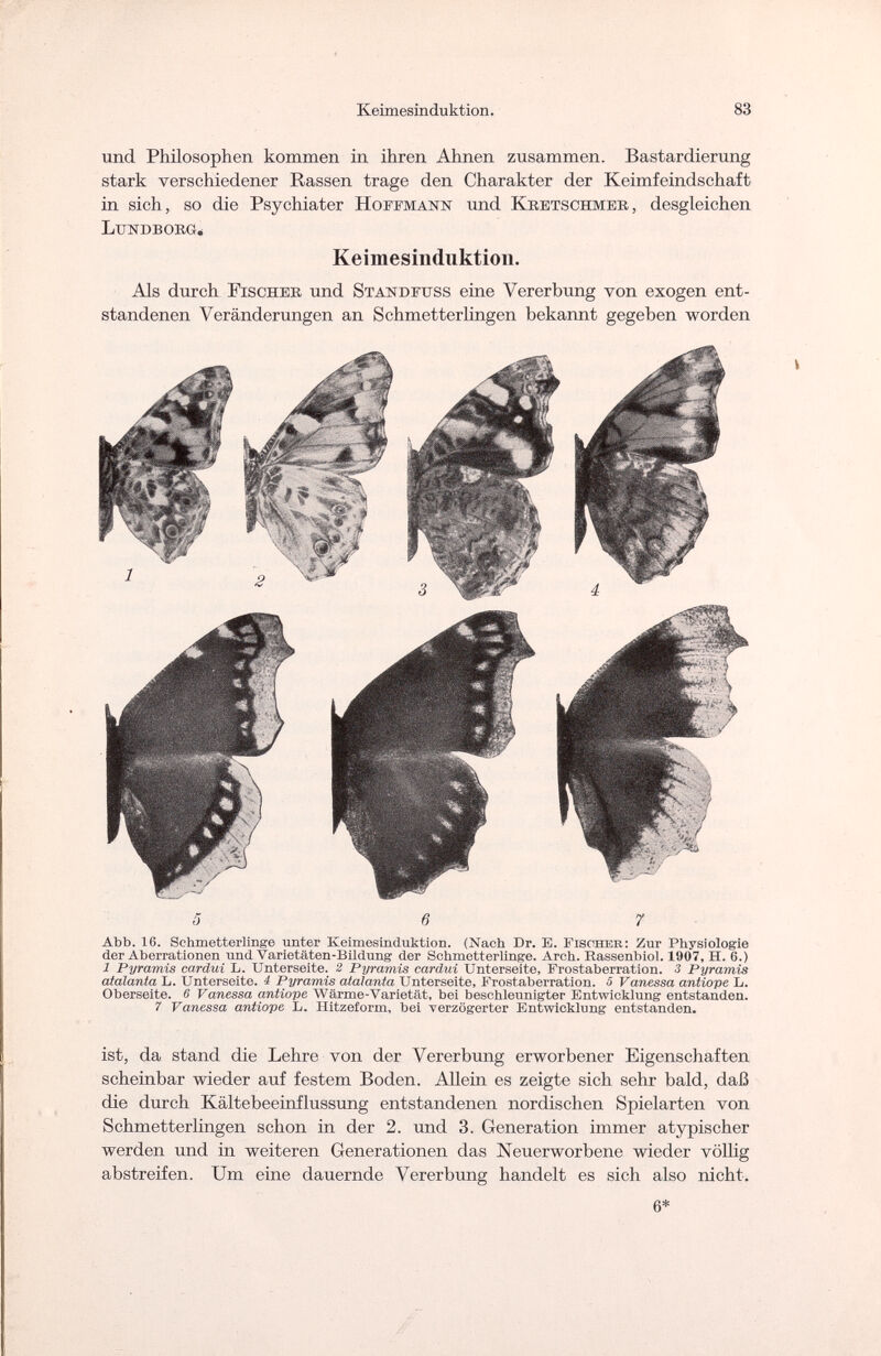 Keimesinduktion. 83 Abb. 16. Schmetterlinge unter Keimesinduktion. (Nach Dr. E. Fischer: Zur Physiologie der Aberrationen uud Varietäten-Bildung der Schmetterlinge. Arch. Rassenbiol. 1907, H. 6.) 1 Pyramis cardui L. Unterseite. 2 Pyramis cardili Unterseite, Frostaberration. 3 Pyramis atalanta L. Unterseite. 4 Pyramis atalanta Unterseite, Frostaberration. 5 Vanessa antiope L. Oberseite. 6 Vanessa antiope Wärme-Varietät-, bei beschleunigter Entwicklung entstanden. 7 Vanessa antiope L. Hitzeform, bei verzögerter Entwicklung entstanden. und Philosophen kommen in ihren Ahnen zusammen. Bastardierung stark verschiedener Rassen trage den Charakter der Keimfeindschaft in sich, so die Psychiater Hoffmann und Kretschmer, desgleichen Li; n db org. Keimesinduktion. Als durch Fischer und Standfuss eine Vererbung von exogen ent¬ standenen Veränderungen an Schmetterlingen bekannt gegeben worden ist, da stand die Lehre von der Vererbung erworbener Eigenschaften scheinbar wieder auf festem Boden. Allein es zeigte sich sehr bald, daß die durch Kältebeeinflussung entstandenen nordischen Spielarten von Schmetterlingen schon in der 2. und 3. Generation immer atypischer werden und in weiteren Generationen das Neuerworbene wieder völlig abstreifen. Um eine dauernde Vererbung handelt es sich also nicht. 6*