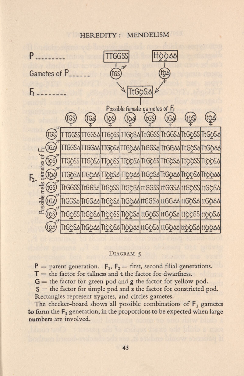 Diagram 5 P = parent generation. F x , F 2 = first, second filial generations. T — the factor for tallness and t the factor for dwarfness. G = the factor for green pod and g the factor for yellow pod. S = the factor for simple pod and s the factor for constricted pod. Rectangles represent zygotes, and circles gametes. The checker-board shows all possible combinations of F x gametes to form the F 2 generation, in the proportions to be expected when large numbers are involved.