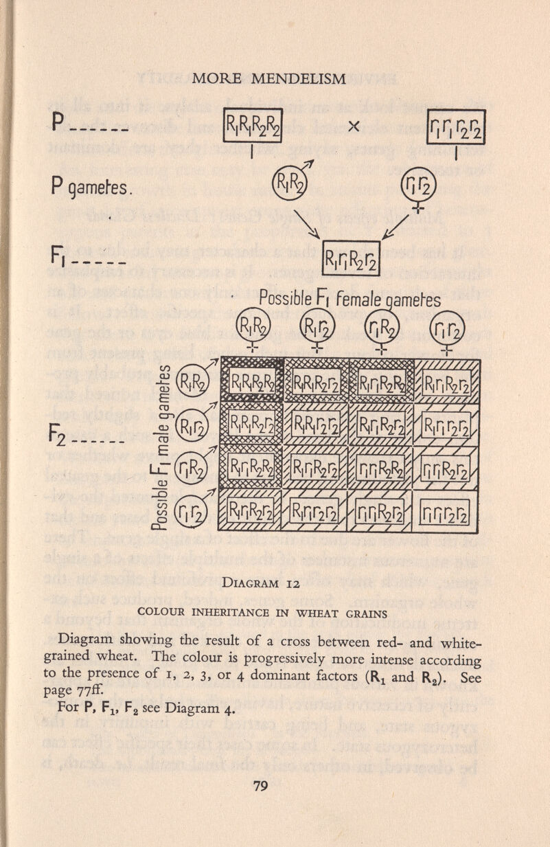 P P gametes. PossibleF| femaieqametes (Rife) (ita) (nife) (nr, Diagram 12 COLOUR INHERITANCE IN WHEAT GRAINS Diagram showing the result of a cross between red- and white grained wheat. The colour is progressively more intense according to the presence of 1, 2, 3, or 4 dominant factors (R x and R 2 ). See page 77ff- For P, F x , F 2 see Diagram 4.