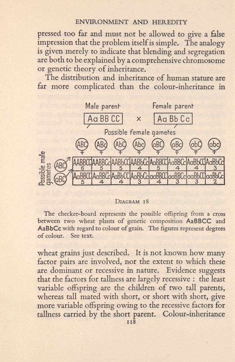 pressed too far and must not be allowed to give a false impression that the problem itself is simple. The analogy is given merely to indicate that blending and segregation are both to be explained by a comprehensive chromosome or genetic theory of inheritance. The distribution and inheritance of human stature are far more complicated than the colour-inheritance in Male parenb Female parent AaBBCC 7 X Aa Bb Cc : 7 ju “to E to qj (v, ai ‘to c: co 1 — jp ro O- CP Possible female gametes ABc) (AbC) (a£) ffi) (qBq AABBCC 6 AABBCc 5 AABbCC 5 AABbCc 4 AaBBCC 5 AaBBGc 4 AaBbCC 4 AaBbCc 3 AaBBOC 5 AaBBCc 4 AaBbCC 4 AaBbCc 3 aaBBOC 4 aaBBCc 3 aaBbCC 3 aaBbCc 2 Diagram i8 The checker-board represents the possible offspring from a cross between two wheat plants of genetic composition AaBBCC and AaBbCc with regard to colour of grain. The figures represent degrees of colour. See text. wheat grains just described. It is not known how many factor pairs are involved, nor the extent to which these are dominant or recessive in nature. Evidence suggests that the factors for tallness are largely recessive : the least variable offspring are the children of two tall parents, whereas tall mated with short, or short with short, give more variable offspring owing to the recessive factors for tallness carried by the short parent. Colour-inheritance n8