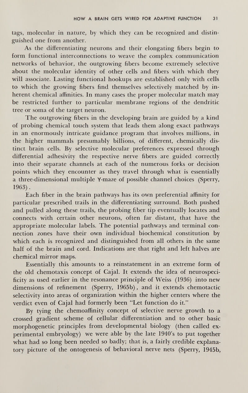 HOW A BRAIN GETS WIRED FOR ADAPTIVE FUNOION 31 tags, molecular in nature, by which they can be recognized and distin¬ guished one from another. As the differentiating neurons and their elongating fibers begin to form functional interconnections to weave the complex communication networks of behavior, the outgrowing fibers become extremely selective about the molecular identity of other cells and fibers with which they will associate. Lasting functional hookups are established only with cells to which the growing fibers find themselves selectively matched by in¬ herent chemical affinities. In many cases the proper molecular match may be restricted further to particular membrane regions of the dendritic tree or soma of the target neuron. The outgrowing fibers in the developing brain are guided by a kind of probing chemical touch system that leads them along exact pathways in an enormously intricate guidance program that involves millions, in the higher mammals presumably billions, of different, chemically dis¬ tinct brain cells. By selective molecular preferences expressed through differential adhesivity the respective nerve fibers are guided correctly into their separate channels at each of the numerous forks or decision points which they encounter as they travel through what is essentially a three-dimensional multiple Y-maze of possible channel choices (Sperry, 1963). Each fiber in the brain pathways has its own preferential affinity for particular prescribed trails in the differentiating surround. Both pushed and pulled along these trails, the probing fiber tip eventually locates and connects with certain other neurons, often far distant, that have the appropriate molecular labels. The potential pathways and terminal con¬ nection zones have their own individual biochemical constitution by which each is recognized and distinguished from all others in the same half of the brain and cord. Indications are that right and left halves are chemical mirror maps. Essentially this amounts to a reinstatement in an extreme form of the old Chemotaxis concept of Cajal. It extends the idea of neurospeci- ficity as used earlier in the resonance principle of Weiss (1936) into new dimensions of refinement (Sperry, 1965b), and it extends chemotactic selectivity into areas of organization within the higher centers where the verdict even of Cajal had formerly been Let function do it. By tying the chemoaffinity concept of selective nerve growth to a crossed gradient scheme of cellular differentiation and to other basic morphogenetic principles from developmental biology (then called ex¬ perimental embryology) we were able by the late 1940's to put together what had so long been needed so badly; that is, a fairly credible explana¬ tory picture of the ontogenesis of behavioral nerve nets (Sperry, 1945b,