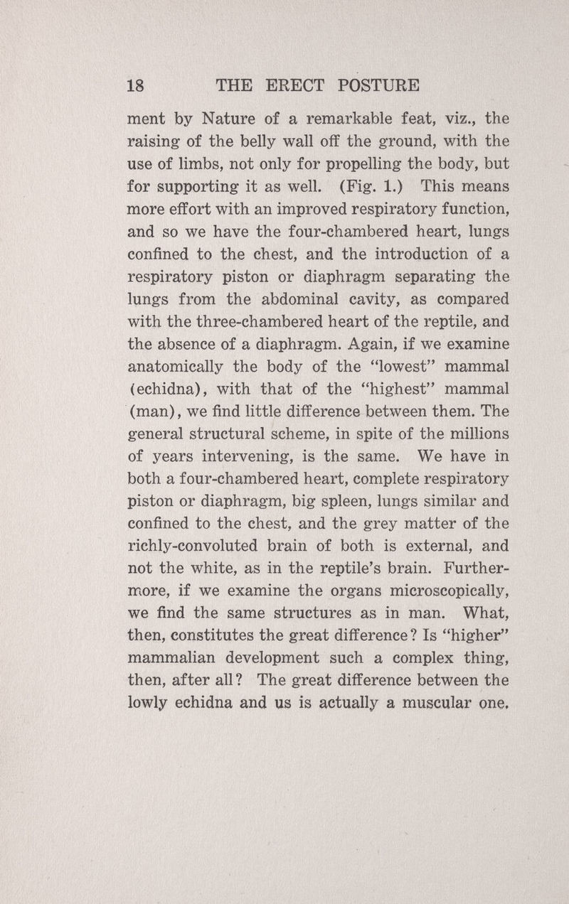 ment by Nature of a remarkable feat, viz., the raising of the belly wall off the ground, with the use of limbs, not only for propelling the body, but for supporting it as well. (Fig. 1.) This means more effort with an improved respiratory function, and so we have the four-chambered heart, lungs confined to the chest, and the introduction of a respiratory piston or diaphragm separating the lungs from the abdominal cavity, as compared with the three-chambered heart of the reptile, and the absence of a diaphragm. Again, if we examine anatomically the body of the “lowest” mammal (echidna), with that of the “highest” mammal (man), we find little difference between them. The general structural scheme, in spite of the millions of years intervening, is the same. We have in both a four-chambered heart, complete respiratory piston or diaphragm, big spleen, lungs similar and confined to the chest, and the grey matter of the richly-convoluted brain of both is external, and not the white, as in the reptile’s brain. Further more, if we examine the organs microscopically, we find the same structures as in man. What, then, constitutes the great difference? Is “higher” mammalian development such a complex thing, then, after all? The great difference between the lowly echidna and us is actually a muscular one.