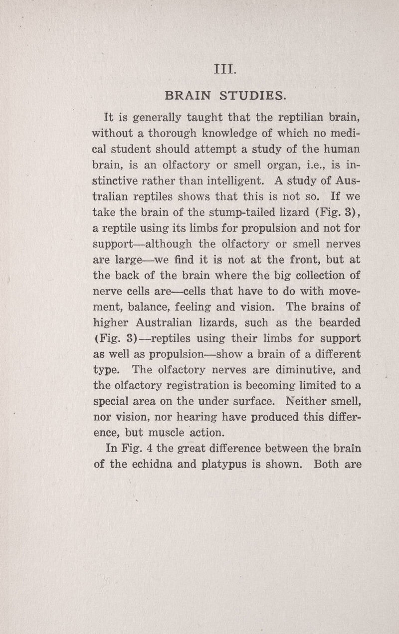 III. BRAIN STUDIES. It is generally taught that the reptilian brain, without a thorough knowledge of which no medi cal student should attempt a study of the human brain, is an olfactory or smell organ, i.e., is in stinctive rather than intelligent. A study of Aus tralian reptiles shows that this is not so. If we take the brain of the stump-tailed lizard (Fig. 3), a reptile using its limbs for propulsion and not for support—although the olfactory or smell nerves are large—we find it is not at the front, but at the back of the brain where the big collection of nerve cells are—cells that have to do with move ment, balance, feeling and vision. The brains of higher Australian lizards, such as the bearded (Fig. 3)—reptiles using their limbs for support as well as propulsion—show a brain of a different type. The olfactory nerves are diminutive, and the olfactory registration is becoming limited to a special area on the under surface. Neither smell, nor vision, nor hearing have produced this differ ence, but muscle action. In Fig. 4 the great difference between the brain of the echidna and platypus is shown. Both are