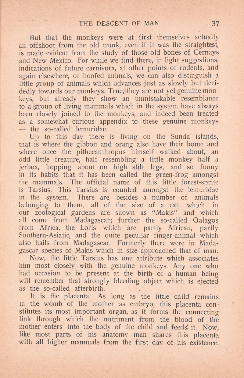 THE DESCENT OF MAN 37 But that the monkeys were at first themselves actuall}^ an offshoot from the old trunk, even if it was the straightest, is made evident from the study of those old bones of Cernays and New Mexico. For while we find there, in light suggestions, indications of future carnivora, at other points of rodents, and again elsewhere, of hoofed animals, we can also distinguish a little group of animals which advances just as slowly but deci¬ dedly towards our monkeys. True, they are not yet genuine mon¬ keys, but already they show an unmistakable resemblance to a (group of living mammals which in the system have always been closely joined to the monkeys, and indeed been treated as a somewhat curious appendix to these genuine monkeys — the so-called lemuridae. Up to this day there is living on the Sunda islands, that is where the gibbon and orang also have their home and where once the pithecanthropus himself walked about, an odd little creature, half resembling a little monkey half a jerboa, hopping about on high stilt legs, and so funny in its habits that it has .been called the green-frog amongst the mammals. The official name of this little forest-sprite is Tarsius. This Tarsius is counted amongst the lemuridae in the system. There are besides a number of anihi:als belonging to them, all of the size of a cat, which' in our zoological gardens are shown as Makis and which all come from Madagascar; further the so-called Galagos from Africa, the Loris which 'are partly African, partly Southern-Asiatic, and the quite peculiar finger-animal which also hails from Madagascar. Formerly there were in Mada¬ gascar species of Makis which in size approached that of man. Now, the little Tarsius has one attribute which associates him most closely with the genuine monkeys. Any one who had occasion to be present at the birth of a human being will remember that strongly bleeding object which is ejected as the so-called afterbirth. It is the placenta. As long as the little child remains in the womb of the mother as embryo, this placenta con¬ stitutes its most important organ, as it forms the connecting link through which the nutriment from the blood of the mother enters into the body of the child and feeds) it. Now, like most parts of his anatomy man shares this placenta with all higher mammals from the first day of Ms existence.