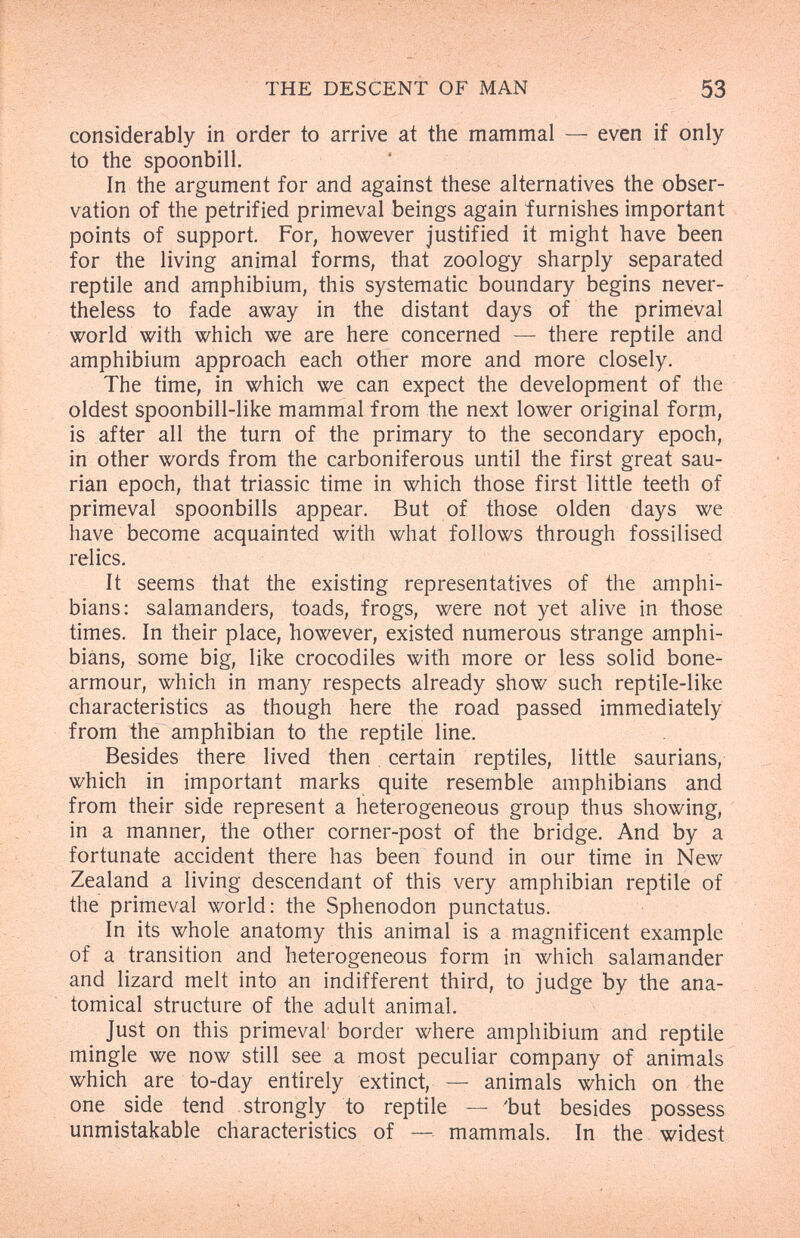 THE DESCENT OF MAN 53 considerably in order to arrive at the mammal — even if only to the spoonbill. In the argument for and against these alternatives the obser¬ vation of the petrified primeval beings again furnishes important points of support. For, however justified it might have been for the living animal forms, that zoology sharply separated reptile and amphibium, this systematic boundary begins never¬ theless to fade away in the distant days of the primeval world with which we are here concerned — there reptile and amphibium approach each other more and more closely. The time, in which we can expect the development of the oldest spoonbill-like mammal from the next lower original form, is after all the turn of the primary to the secondary epoch, in other words from the carboniferous until the first great sau¬ rian epoch, that triassic time in which those first little teeth of primeval spoonbills appear. But of those olden days we have become acquainted with what follows through fossilised relics. It seems that the existing representatives of the amphi¬ bians: salamanders, toads, frogs, were not yet alive in those times. In their place, however, existed numerous strange amphi¬ bians, some big, like crocodiles with more or less solid bone- armour, which in many respects already show such reptile-like characteristics as though here the road passed immediately from the amphibian to the reptile line. Besides there lived then. certain reptiles, little saurians, which in important marks quite resemble amphibians and from their side represent a heterogeneous group thus showing, in a manner, the other corner-post of the bridge. And by a fortunate accident there has been found in our time in New Zealand a living descendant of this very amphibian reptile of the primeval world: the Sphenodon punctatus. In its whole anatomy this animal is a magnificent example of a transition and heterogeneous form in which salamander and lizard melt into an indifferent third, to judge by the ana¬ tomical structure of the adult animal. Just on this primeval border where amphibium and reptile mingle we now still see a most peculiar company of animals which are to-day entirely extinct, — animals which on the one side tend strongly to reptile — -but besides possess unmistakable characteristics of — mammals. In the widest