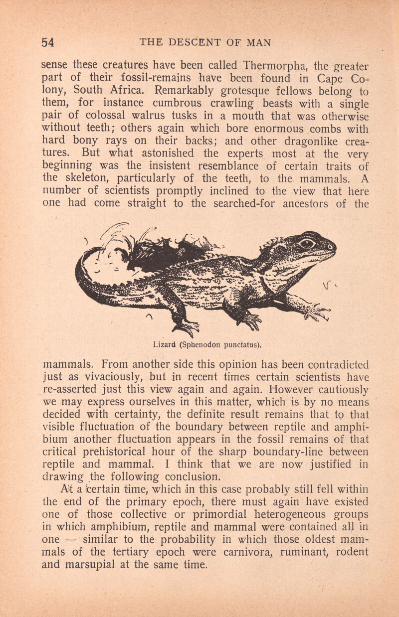 54 THE DESCENT OF MAN sense these creatures have been called Thermorpha, the greater part of their fossil-remains have been found in Cape Co¬ lony, South Africa. Remarkably grotesque fellows belong to them, for instance cumbrous crawling beasts with a single pair of colossal walrus tusks in a mouth that was otherwise without teeth; others again which bore enormous combs with hard bony rays on their backs; and other dragonlike crea¬ tures. But what astonished the experts most at the very beginning was the insistent resemblance of certain traits of the skeleton, particularly of the teeth, to the mammals. A number of scientists promptly inclined to the view that here one had come straight to the searched-for ancestors of the Lizard (Sphenodon punctatus). mammals. From another side this opinion has been contradicted just as vivaciously, but in recent times certain scientists have re-asserted just this view again and again. However cautiously we may express ourselves in this matter, which is by no means decided with certainty, the definite result remains that to that visible fluctuation of the boundary between reptile and amphi- bium another fluctuation appears in the fossil remains of that critical prehistorical hour of the sharp boundary-line between reptile and mammal. I think that we are now justified in drawing the following conclusion. A)t a Certain time, which in this case probably still fell within the end of the primary epoch, there must again have existed one of those collective or primordial heterogeneous groups in which amphibium, reptile and mammal were contained all in one — similar to the probability in which those oldest mam¬ mals of the tertiary epoch were carnivora, ruminant, rodent and marsupial at the same time.