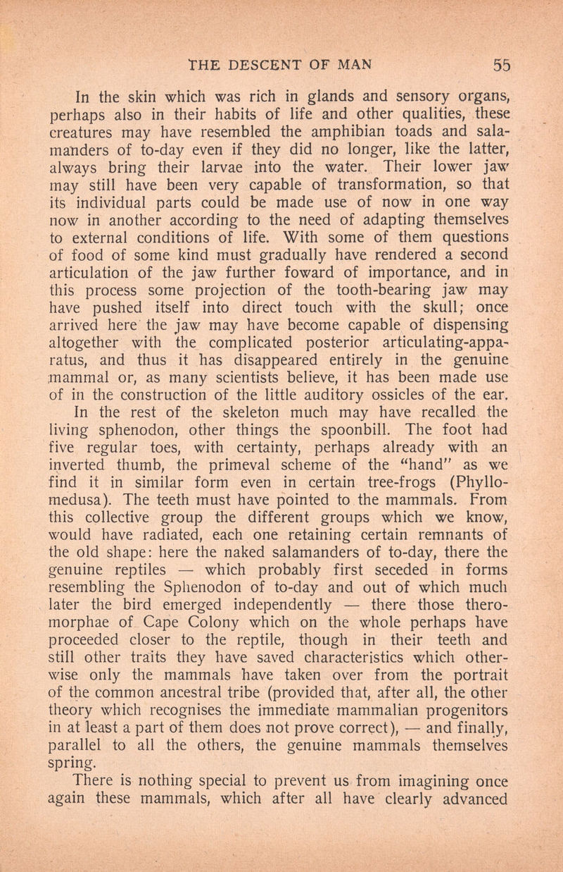 THE DESCENT OF MAN 55 In the skin which was rich in glands and sensory organs, perhaps also in their habits of life and other qualities, these creatures may have resembled the amphibian toads and sala¬ manders of to-day even if they did no longer, like the latter, always bring their larvae into the water. Their lower jaw may still have been very capable of transformation, so that its individual parts could be made use of now in one way now in another according to the need of adapting themselves to external conditions of life. With some of them questions of food of some kind must gradually have rendered a second articulation of the jaw further foward of importance, and in this process some projection of the tooth-bearing jaw may have pushed itself into direct touch with the skull; once arrived here the jaw may have become capable of dispensing altogether with the complicated posterior articulating-appa- ratus, and thus it has disappeared entirely in the genuine ¡mammal or, as many scientists believe, it has been made use of in the construction of the little auditory ossicles of the ear. In the rest of the skeleton much may have recalled the living sphenodon, other things the spoonbill. The foot had five regular toes, with certainty, perhaps already with an inverted thumb, the primeval scheme of the hand as we find it in similar form even in certain tree-frogs (Phyllo- medusa). The teeth must have pointed to the mammals. From this collective group the different groups which we know, would have radiated, each one retaining certain remnants of the old shape; here the naked salamanders of to-day, there the genuine reptiles — which probably first seceded in forms resembling the Sphenodon of to-day and out of which much later the bird emerged independently — there those thero- morphae of Cape Colony which on the whole perhaps have proceeded closer to the reptile, though in their teeth and still other traits they have saved characteristics which other¬ wise only the mammals have taken over from the portrait of the common ancestral tribe (provided that, after all, the other theory which recognises the immediate mammalian progenitors in at least a part of them does not prove correct), — and finally, parallel to all the others, the genuine mammals themselves spring. There is nothing special to prevent us from imagining once again these mammals, which after all have clearly advanced