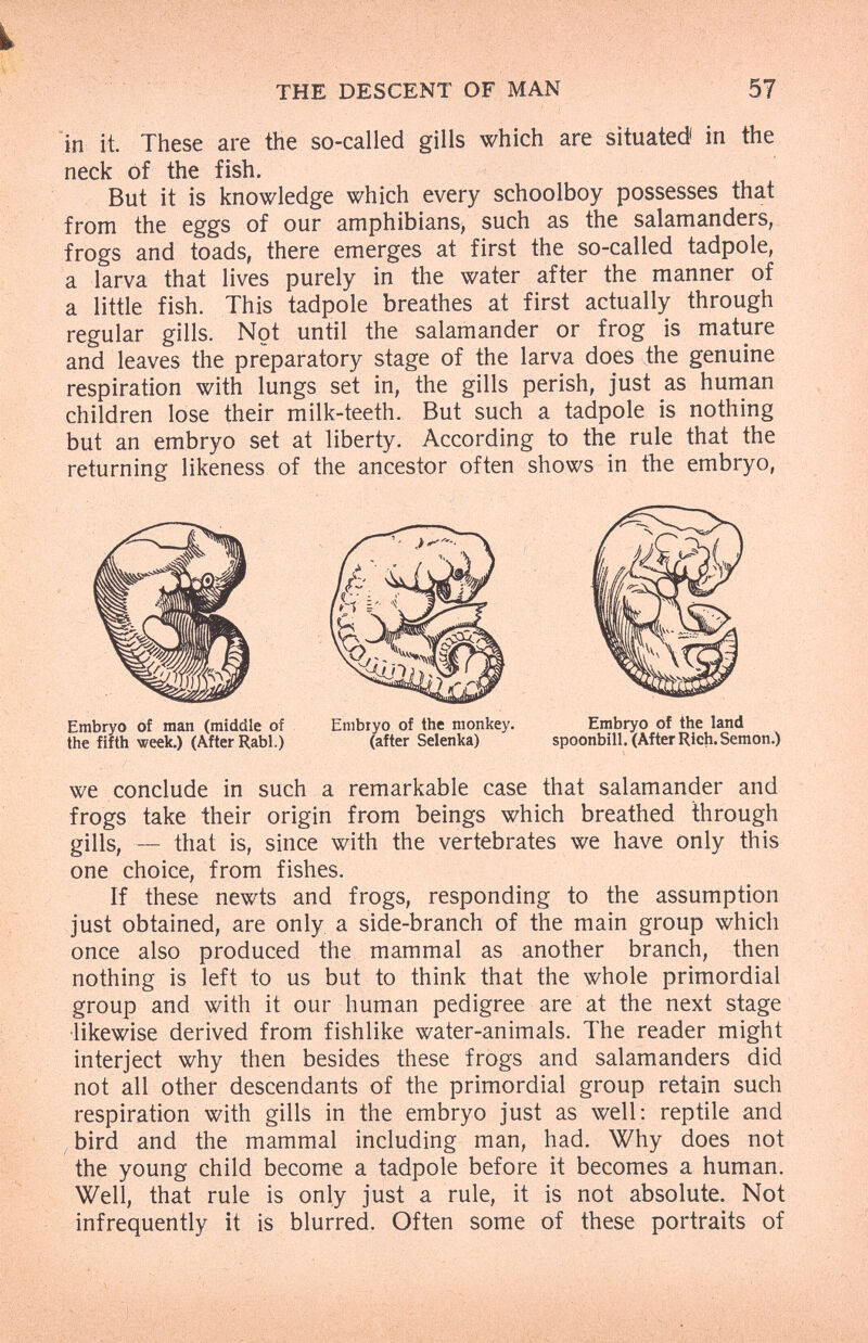 THE DESCENT OF MAN 57 in it These are the so-called gills which are situated in the neck of the fish. But it is knowledge which every schoolboy possesses that from the eggs of our amphibians, such as the salamanders, frogs and toads, there emerges at first the so-called tadpole, a larva that lives purely in the water after the manner of a little fish. This tadpole breathes at first actually through regular gills. Not until the salamander or frog is mature and leaves the preparatory stage of the larva does the genuine respiration with lungs set in, the gills perish, just as human children lose their milk-teeth. But such a tadpole is nothing but an embryo set at liberty. According to the rule that the returning likeness of the ancestor often shows in the embryo, we conclude in such a remarkable case that salamander and frogs take their origin from beings which breathed through gills, — that is, since with the vertebrates we have only this one choice, from fishes. If these newts and frogs, responding to the assumption just obtained, are only a side-branch of the main group which once also produced the mammal as another branch, then nothing is left to us but to think that the whole primordial group and with it our human pedigree are at the next stage •likewise derived from fishlike water-animals. The reader might interject why then besides these frogs and salamanders did not all other descendants of the primordial group retain such respiration with gills in the embryo just as well; reptile and bird and the mammal including man, had. Why does not the young child become a tadpole before it becomes a human. Well, that rule is only just a rule, it is not absolute. Not infrequently it is blurred. Often some of these portraits of Embryo of man (middle of the fifth week.) (After Rabl.) Embryo of the monkey. Embryo of the land (after Selenka) spoonbill. (After Rich. Semon.) ¡after Selenka)