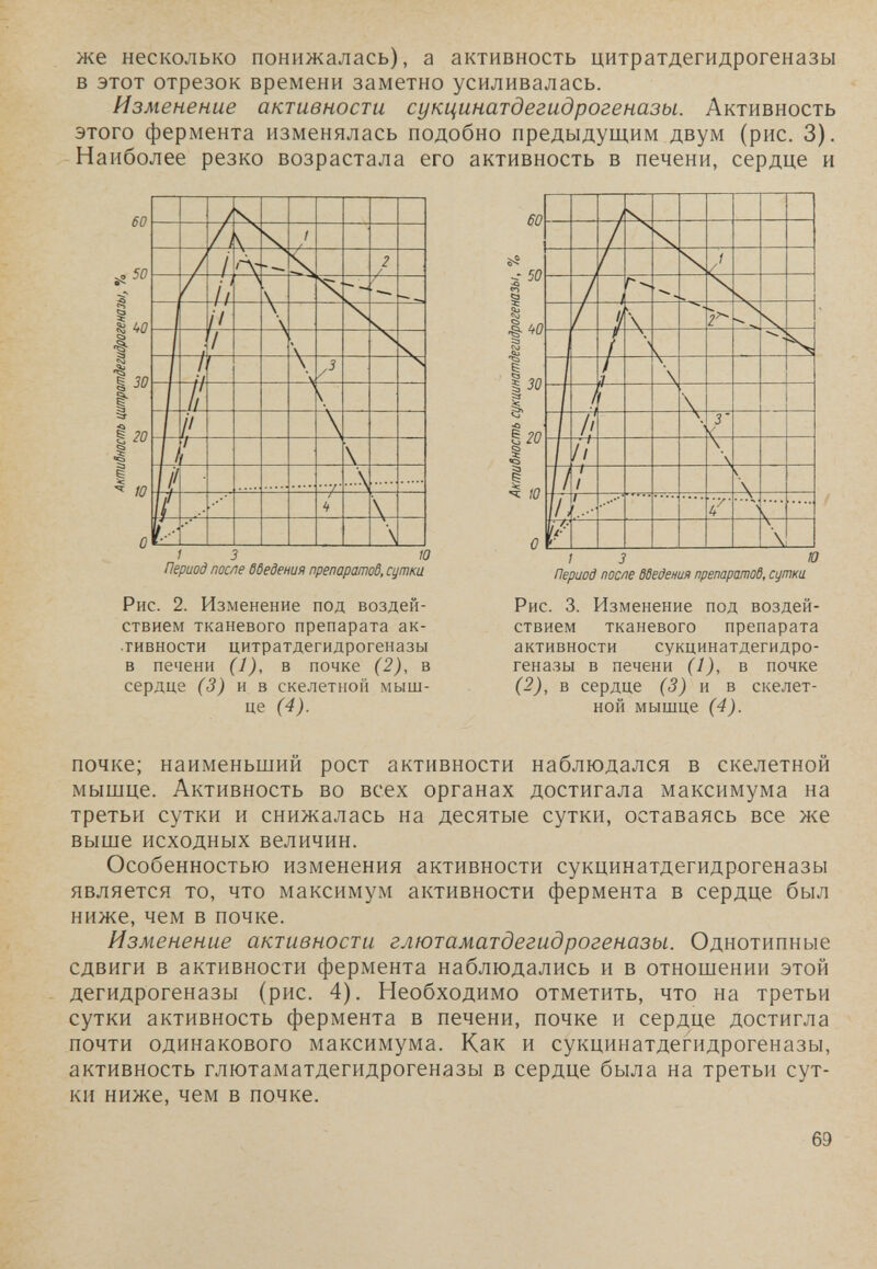же несколько понижалась), а активность цитратдегидрогеназы в этот отрезок времени заметно усиливалась. Изменение активности сукцинатдегидрогеназы. Активность этого фермента изменялась подобно предыдущим двум (рис. 3). Наиболее резко возрастала его активность в печени, сердце и 60 50 ио 30 I 1 20 I ю 1 3 10 Период после ббедения препаратоб, сдтка Рис. 2. Изменение под воздей¬ ствием тканевого препарата ак¬ тивности цитратдегидрогеназы в печени (1), в почке (2), в сердце (3) я в скелетной мыш¬ це (4). 60 ^ 50 I I t 1 I 30 ñ20 I ю Период после ббедения препартоб, ctjmrn Рис. 3. Изменение под воздей¬ ствием тканевого препарата активности сукцинатдегидро¬ геназы в печени (1), в почке (2), в сердце (3) н в скелет¬ ной мышце (4). почке; наименьший рост активности наблюдался в скелетной мышце. Активность во всех органах достигала максимума на третьи сутки и снижалась на десятые сутки, оставаясь все же выше исходных величин. Особенностью изменения активности сукцинатдегидрогеназы является то, что максимум активности фермента в сердце был ниже, чем в почке. Изменение активности глютаматдегидрогеназы. Однотипные сдвиги в активности фермента наблюдались и в отношении этой дегидрогеназы (рис. 4), Необходимо отметить, что на третьи сутки активность фермента в печени, почке и сердце достигла почти одинакового максимума. Как и сукцинатдегидрогеназы, активность глютаматдегидрогеназы в сердце была на третьи сут¬ ки ниже, чем в почке. 69