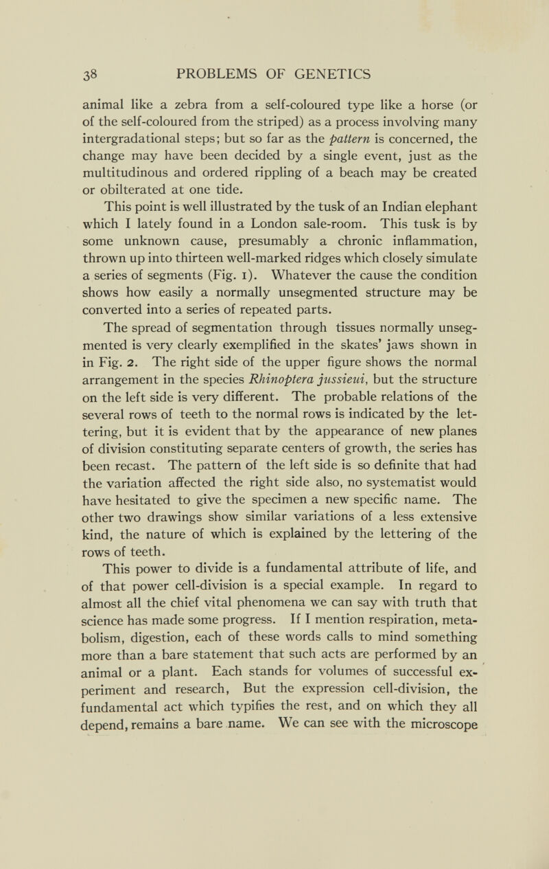 38 PROBLEMS OF GENETICS animal like a zebra from a self-coloured type like a horse (or of the self-coloured from the striped) as a process involving many intergradational steps; but so far as the pattern is concerned, the change may have been decided by a single event, just as the multitudinous and ordered rippling of a beach may be created or obliterated at one tide. This point is well illustrated by the tusk of an Indian elephant which I lately found in a London sale-room. This tusk is by some unknown cause, presumably a chronic inflammation, thrown up into thirteen well-marked ridges which closely simulate a series of segments (Fig. i). Whatever the cause the condition shows how easily a normally unsegmented structure may be converted into a series of repeated parts. The spread of segmentation through tissues normally unseg¬ mented is very clearly exemplified in the skates' jaws shown in in Fig. 2. The right side of the upper figure shows the normal arrangement in the species Rhinoptera jussieui, but the structure on the left side is very different. The probable relations of the several rows of teeth to the normal rows is indicated by the let¬ tering, but it is evident that by the appearance of new planes of division constituting separate centers of growth, the series has been recast. The pattern of the left side is so definite that had the variation affected the right side also, no systematist would have hesitated to give the specimen a new specific name. The other two drawings show similar variations of a less extensive kind, the nature of which is explained by the lettering of the rows of teeth. This power to divide is a fundamental attribute of life, and of that power cell-division is a special example. In regard to almost all the chief vital phenomena we can say with truth that science has made some progress. If I mention respiration, meta¬ bolism, digestion, each of these words calls to mind something more than a bare statement that such acts are performed by an animal or a plant. Each stands for volumes of successful ex¬ periment and research. But the expression cell-division, the fundamental act which typifies the rest, and on which they all depend, remains a bare name. We can see with the microscope