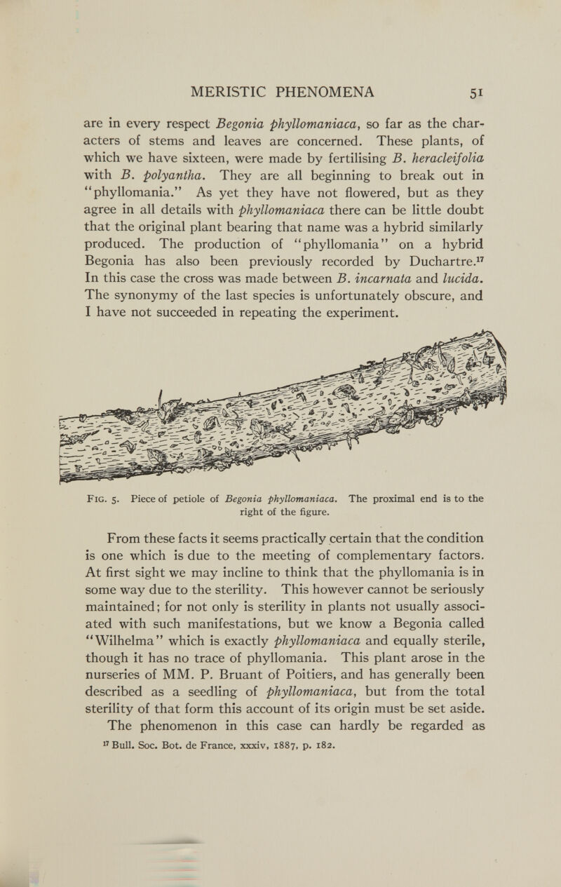 MERISTIC PHENOMENA 51 are in every respect Begonia phyllomaniaca, so far as the char¬ acters of stems and leaves are concerned. These plants, of which we have sixteen, were made by fertilising B. heracleifolia with B. polyantha. They are all beginning to break out in phyllomania. As yet they have not flowered, but as they agree in all details with phyllomaniaca there can be little doubt that the original plant bearing that name was a hybrid similarly produced. The production of phyllomania on a hybrid Begonia has also been previously recorded by Duchartre. In this case the cross was made between B. incarnata and lucida. The synonymy of the last species is unfortunately obscure, and I have not succeeded in repeating the experiment. Fig. 5. Piece of petiole of Begonia phyllomaniaca. The proximal end is to the right of the figure. From these facts it seems practically certain that the condition is one which is due to the meeting of complementary factors. At first sight we may incline to think that the phyllomania is in some way due to the sterility. This however cannot be seriously maintained; for not only is sterility in plants not usually associ¬ ated with such manifestations, but we know a Begonia called Wilhelma which is exactly phyllomaniaca and equally sterile, though it has no trace of phyllomania. This plant arose in the nurseries of MM. P. Bruant of Poitiers, and has generally been described as a seedling of phyllomaniaca, but from the total sterility of that form this account of its origin must be set aside. The phenomenon in this case can hardly be regarded as  Bull. Soc. Bot. de France, xxxiv, 1887, p. 182.
