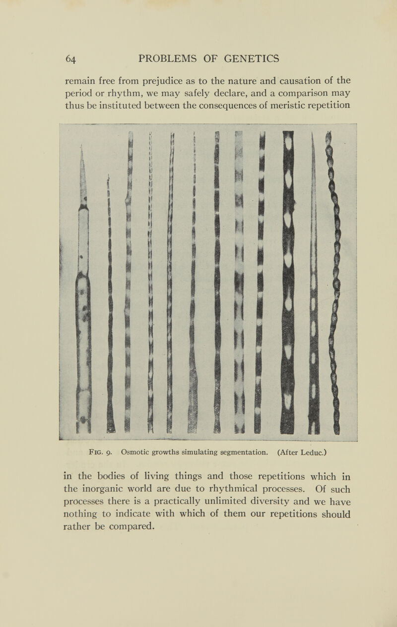 64 PROBLEMS OF GENETICS remain free from prejudice as to the nature and causation of the period or rhythm, we may safely declare, and a comparison may thus be instituted between the consequences of meristic repetition »i ti \ì u »J n Ы Ч Fig. 9. Osmotic growths simulating segmentation. (After Leduc.) in the bodies of living things and those repetitions which in the inorganic world are due to rhythmical processes. Of such processes there is a practically unlimited diversity and we have nothing to indicate with which of them our repetitions should rather be compared.