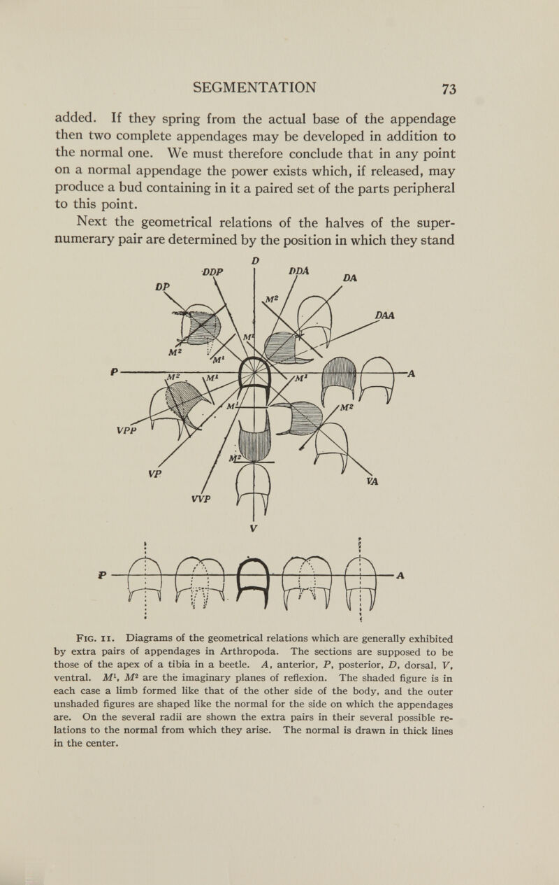 SEGMENTATION 73 added. If they spring from the actual base of the appendage then two complete appendages may be developed in addition to the normal one. We must therefore conclude that in any point on a normal appendage the power exists which, if released, may produce a bud containing in it a paired set of the parts peripheral to this point. Next the geometrical relations of the halves of the super¬ numerary pair are determined by the position in which they stand D Fig. ii. Diagrams of the geometrical relations which are generally exhibited by extra pairs of appendages in Arthropoda. The sections are supposed to be those of the apex of a tibia in a beetle. A, anterior, P, posterior, D, dorsal, V, ventral. Ml, are the imaginary planes of reflexion. The shaded ñgure is in each case a limb formed like that of the other side of the body, and the outer unshaded ñgures are shaped like the normal for the side on which the appendages are. On the several radii are shown the extra pairs in their several possible re¬ lations to the normal from which they arise. The normal is drawn in thick lines in the center.