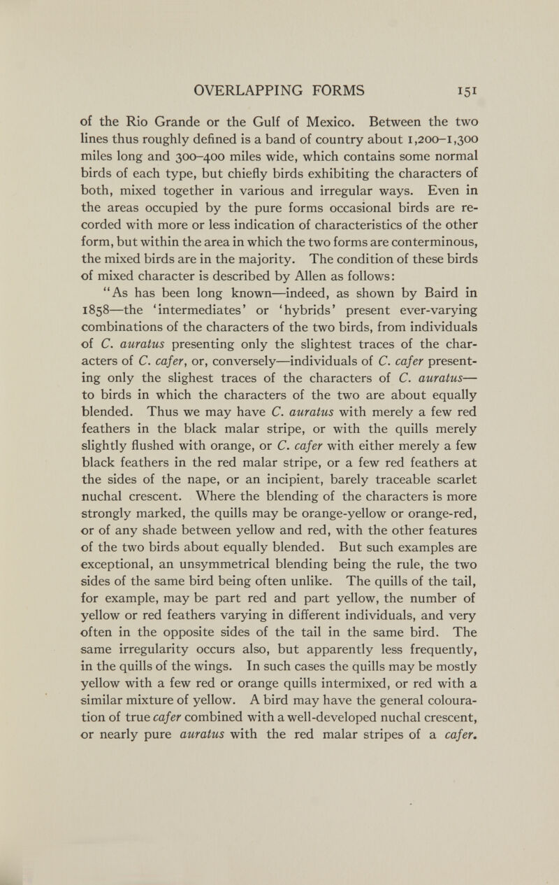 OVERLAPPING FORMS of the Rio Grande or the Gulf of Mexico. Between the two lines thus roughly defined is a band of country about 1,200-1,300 miles long and 300-400 miles wide, which contains some normal birds of each type, but chiefly birds exhibiting the characters of both, mixed together in various and irregular ways. Even in the areas occupied by the pure forms occasional birds are re¬ corded with more or less indication of characteristics of the other form, but within the area in which the two forms are conterminous, the mixed birds are in the majority. The condition of these birds of mixed character is described by Allen as follows : As has been long known—indeed, as shown by Baird in 1858—the 'intermediates' or 'hybrids' present ever-varying combinations of the characters of the two birds, from individuals of C. auratus presenting only the slightest traces of the char¬ acters of C. cafer, or, conversely—individuals of C. cafer present¬ ing only the slighest traces of the characters of C. auratus— to birds in which the characters of the two are about equally blended. Thus we may have C. auratus with merely a few red feathers in the black malar stripe, or with the quills merely slightly flushed with orange, or C. cafer with either merely a few black feathers in the red malar stripe, or a few red feathers at the sides of the nape, or an incipient, barely traceable scarlet nuchal crescent. Where the blending of the characters is more strongly marked, the quills may be orange-yellow or orange-red, or of any shade between yellow and red, with the other features of the two birds about equally blended. But such examples are exceptional, an unsymmetrical blending being the rule, the two sides of the same bird being often unlike. The quills of the tail, for example, may be part red and part yellow, the number of yellow or red feathers varying in different individuals, and very often in the opposite sides of the tail in the same bird. The same irregularity occurs also, but apparently less frequently, in the quills of the wings. In such cases the quills may be mostly yellow with a few red or orange quills intermixed, or red with a similar mixture of yellow. A bird may have the general coloura¬ tion of true cafer combined with a well-developed nuchal crescent, or nearly pure auratus with the red malar stripes of a cafer.