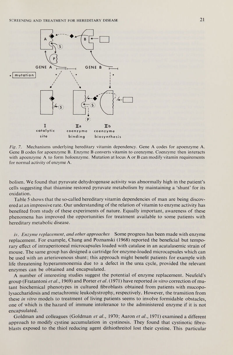 SCREENING AND TREATMENT FOR HEREDITARY DISEASE 21 GENE A I 1 mutation Жа ЖЬ catalyti с site coenzyme coenzyme binding biosynthesis Fig. 7. Mechanisms underlying hereditary vitamin dependency. Gene A codes for apoenzyme A. Gene В codes for apoenzyme B. Enzyme В converts vitamin to coenzyme. Coenzyme then interacts with apoenzyme A to form holoenzyme. Mutation at locus A or В can modify vitamin requirements for normal activity of enzyme A. bolism. We found that pyruvate dehydrogenase activity was abnormally high in the patient's cells suggesting that thiamine restored pyruvate metabolism by maintaining a 'shunt' for its oxidation. Table 5 shows that the so-called hereditary vitamin dependencies of man are being discov¬ ered at an impressive rate. Our understanding of the relation of vitamin to enzyme activity has benefited from study of these experiments of nature. Equally important, awareness of these phenomena has improved the opportunities for treatment available to some patients with hereditary metabolic disease. /v. Enzyme replacement, and other approaches Some progress has been made with enzyme replacement. For example, Chang and Poznanski (1968) reported the beneficial but tempo¬ rary effect of intraperitoneal microcapsules loaded with catalase in an acatalasemic strain of mouse. The same group has designed a cartridge for enzyme-loaded microcapsules which can be used with an arteriovenous shunt; this approach might benefit patients for example with life threatening hyperammonemia due to a defect in the urea cycle, provided the relevant enzymes can be obtained and encapsulated. A number of interesting studies suggest the potential of enzyme replacement. Neufeld's group (Fratantoni et al., 1969) and Porter et al. (1971) have reported in vitro correction of mu¬ tant biochemical phenotypes in cultured fibroblasts obtained from patients with mucopo¬ lysaccharidosis and metachromic leukodystrophy, respectively. However, the transition from these in vitro models to treatment of living patients seems to involve formidable obstacles, one of which is the hazard of immune intolerance to the administered enzyme if it is not encapsulated. Goldman and colleagues (Goldman et al., 1970; Aaron et al., 1971) examined a different approach to modify cystine accumulation in cystinosis. They found that cystinotic fibro¬ blasts exposed to the thiol reducing agent dithiothreitol lost their cystine. This particular