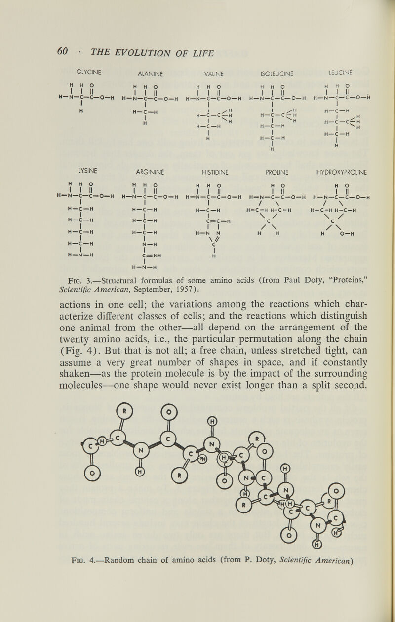 GLYCINE ALANINE VALINE ISOLEUCINE LEUCINE H H o H H o H H o H H o H H o 1 1 II 1 1 II 1 1 II 1 1 II 1 1 II H— N — C—c— 0—H 1 X 1 0 1 :U 1 u- 1 Z 1 X H—N—C — C—0 —H I H — N—C —C—O—H 1 H —N —C — C—O — H 1 H H —C—H 1 H 1 1 /H H — C — C — H 1 V H H — C— H 1 H XXI \l/ U X I 1 1 1 — kj —u —u—x 1 1 1 XIX H — C — H 1 /H H — C — C~ H 1 H H — C — H 1 H LYSINE ARGININE HISTIDINE PROLINE HYDROXYPROLINE H H o H H o H H o H o H o „ 1 1 II 1 1 II 1 1 II 1 II 1 II H—N—C—C—O—H H—N —C—C—0 —H H—N—C—C—0—H H —N—C—C—O —H H —N—C —C—O—H 1 1 1 / \ / \ H —c—H H —C —H H—C—H H-C-H H-C-H H-C-H H-C-H 1 H—C—H 1 1 \ / \ / H —C —H C = C — H c c 1 1 1 1 / \ / \ H —C—H 1 H —C —H 1 H—N —H H —C —H 1 N —H 1 C=NH H—N N \// c 1 H H H H O—H I H —N —H Fig. 3. —Structural formulas of some amino acids (from Paul Doty, “Proteins,” Scientific American, September, 1957). actions in one cell; the variations among the reactions which char acterize different classes of cells; and the reactions which distinguish one animal from the other—all depend on the arrangement of the twenty amino acids, i.e., the particular permutation along the chain (Fig. 4). But that is not all; a free chain, unless stretched tight, can assume a very great number of shapes in space, and if constantly shaken—as the protein molecule is by the impact of the surrounding molecules—one shape would never exist longer than a split second. Fig. 4.—Random chain of amino acids (from P. Doty, Scientific American)