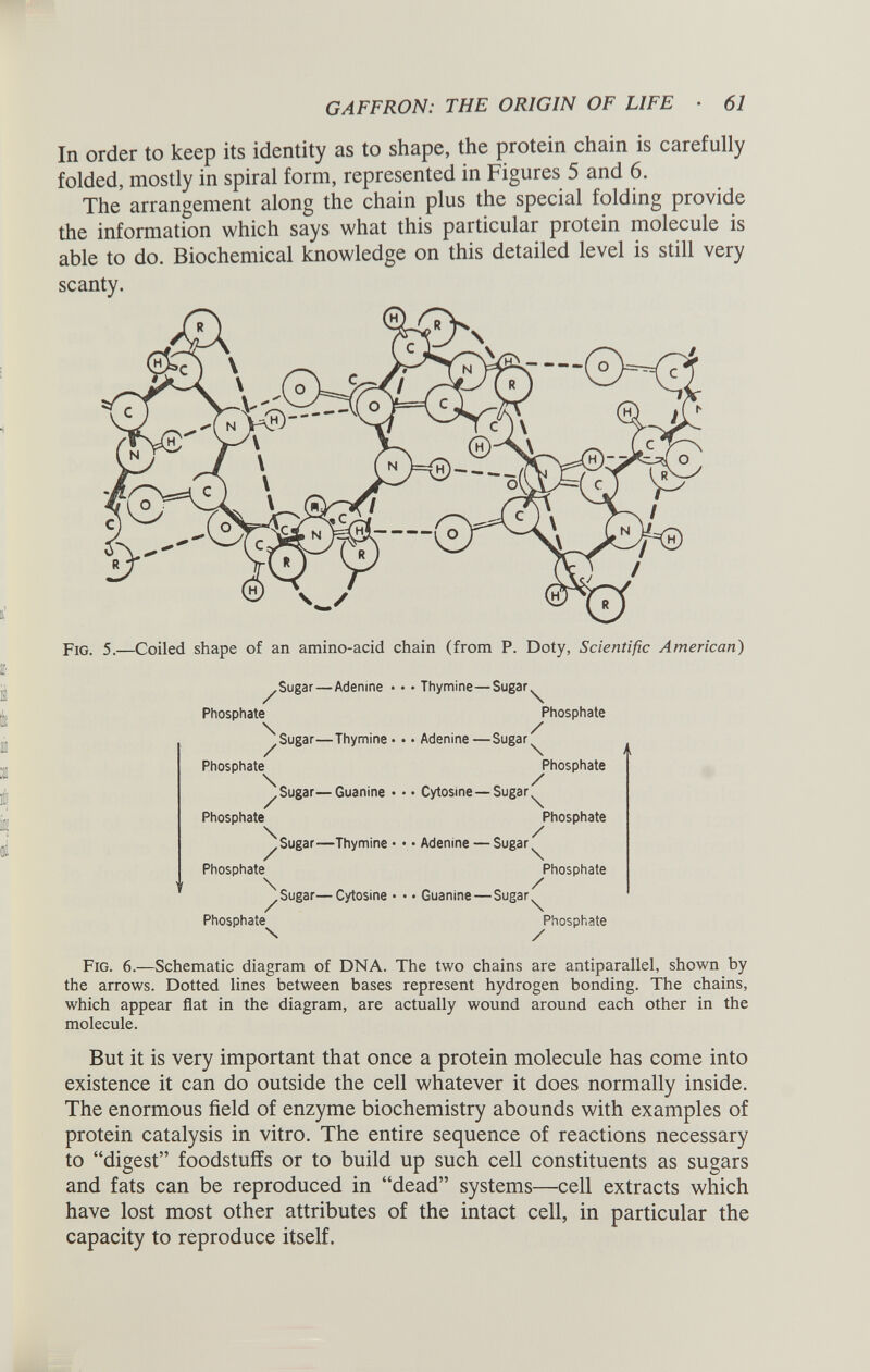 In order to keep its identity as to shape, the protein chain is carefully folded, mostly in spiral form, represented in Figures 5 and 6. The arrangement along the chain plus the special folding provide the information which says what this particular protein molecule is able to do. Biochemical knowledge on this detailed level is still very scanty. Fig. 5.—Coiled shape of an amino-acid chain (from P. Doty, Scientific American ) / Phosphate \ / Phosphate \ / Phosphate Sugar — Adenine • • • Thymine—Sugar Sugar—Thymine • • • Adenine —Sugar \ / Phosphate \ / Phosphate \ \ Phosphate / \ Phosphate Sugar—Guanine • • • Cytosine —Sugar Sugar—Thymine • • • Adenine — Sugar Sugar—Cytosine • • • Guanine — Sugar / \ Phosphate / \ Phosphate / \ Phosphate / Fig. 6. —Schematic diagram of DNA. The two chains are antiparallel, shown by the arrows. Dotted lines between bases represent hydrogen bonding. The chains, which appear flat in the diagram, are actually wound around each other in the molecule. But it is very important that once a protein molecule has come into existence it can do outside the cell whatever it does normally inside. The enormous field of enzyme biochemistry abounds with examples of protein catalysis in vitro. The entire sequence of reactions necessary to “digest” foodstuffs or to build up such cell constituents as sugars and fats can be reproduced in “dead” systems—cell extracts which have lost most other attributes of the intact cell, in particular the capacity to reproduce itself.